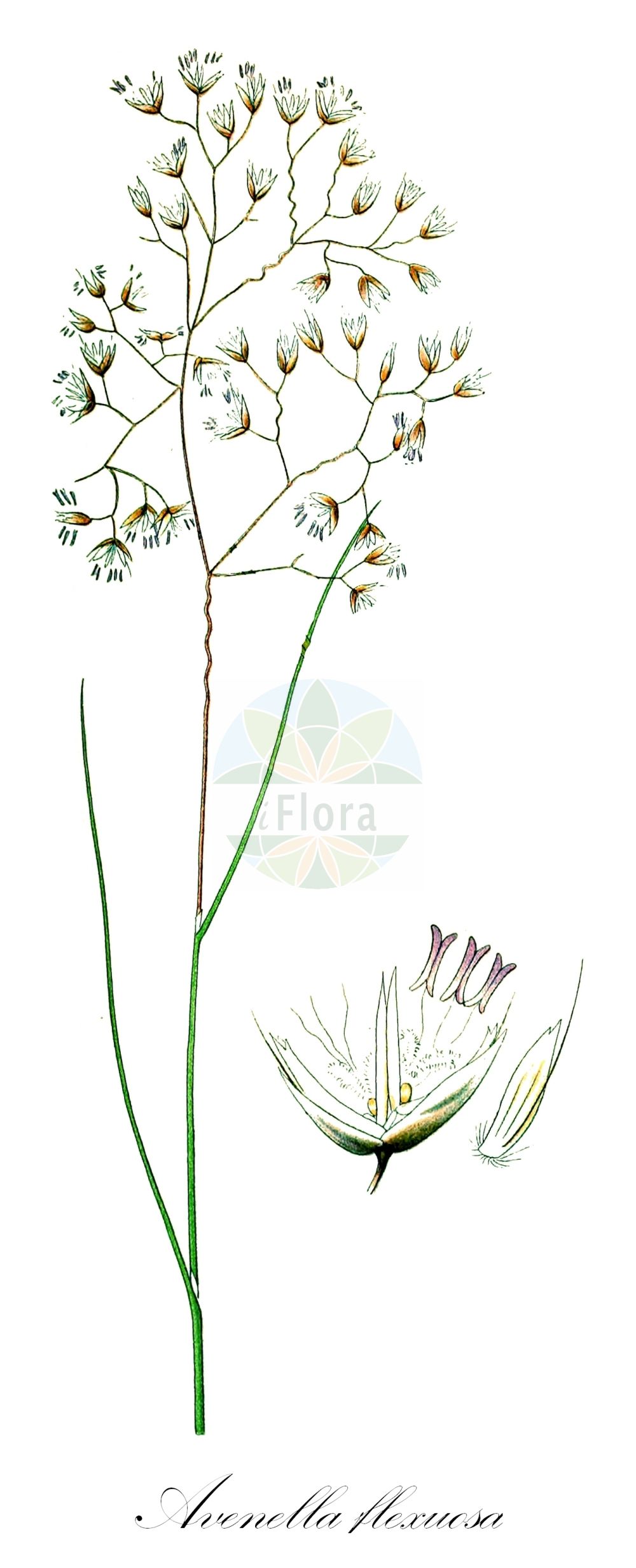 Historische Abbildung von Avenella flexuosa (Draht-Schmiele - Wavy Hair-grass). Das Bild zeigt Blatt, Bluete, Frucht und Same. ---- Historical Drawing of Avenella flexuosa (Draht-Schmiele - Wavy Hair-grass). The image is showing leaf, flower, fruit and seed.(Avenella flexuosa,Draht-Schmiele,Wavy Hair-grass,Aira flexuosa,Aira stricta,Avenella flexuosa,Deschampsia flexuosa,Deschampsia mairei,Deschampsia stricta,Lerchenfeldia flexuosa,Draht-Schmiele,Wald-Schmiele,Wavy Hair-grass,Crinkled Hairgrass,Avenella,Poaceae,Süßgräser,Grass family,Blatt,Bluete,Frucht,Same,leaf,flower,fruit,seed,Lindman (1901-1905))