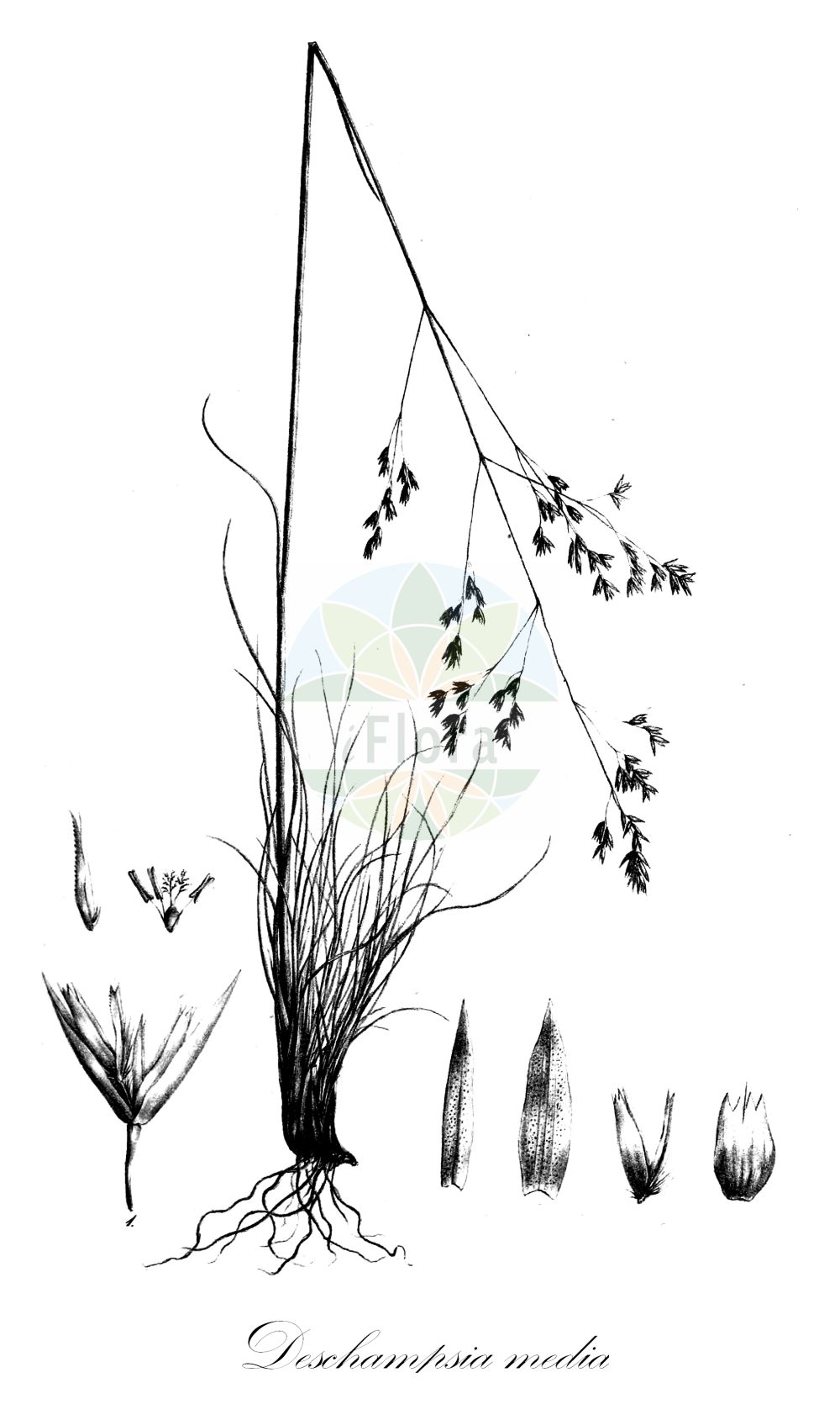 Historische Abbildung von Deschampsia media (Binsen-Schmiele). Das Bild zeigt Blatt, Bluete, Frucht und Same. ---- Historical Drawing of Deschampsia media (Binsen-Schmiele). The image is showing leaf, flower, fruit and seed.(Deschampsia media,Binsen-Schmiele,Aira media,Aira refracta,Deschampsia juncea,Deschampsia media,Binsen-Schmiele,Deschampsia,Schmiele,Hair-grass,Poaceae,Süßgräser,Grass family,Blatt,Bluete,Frucht,Same,leaf,flower,fruit,seed,Trinius (1828-1836))