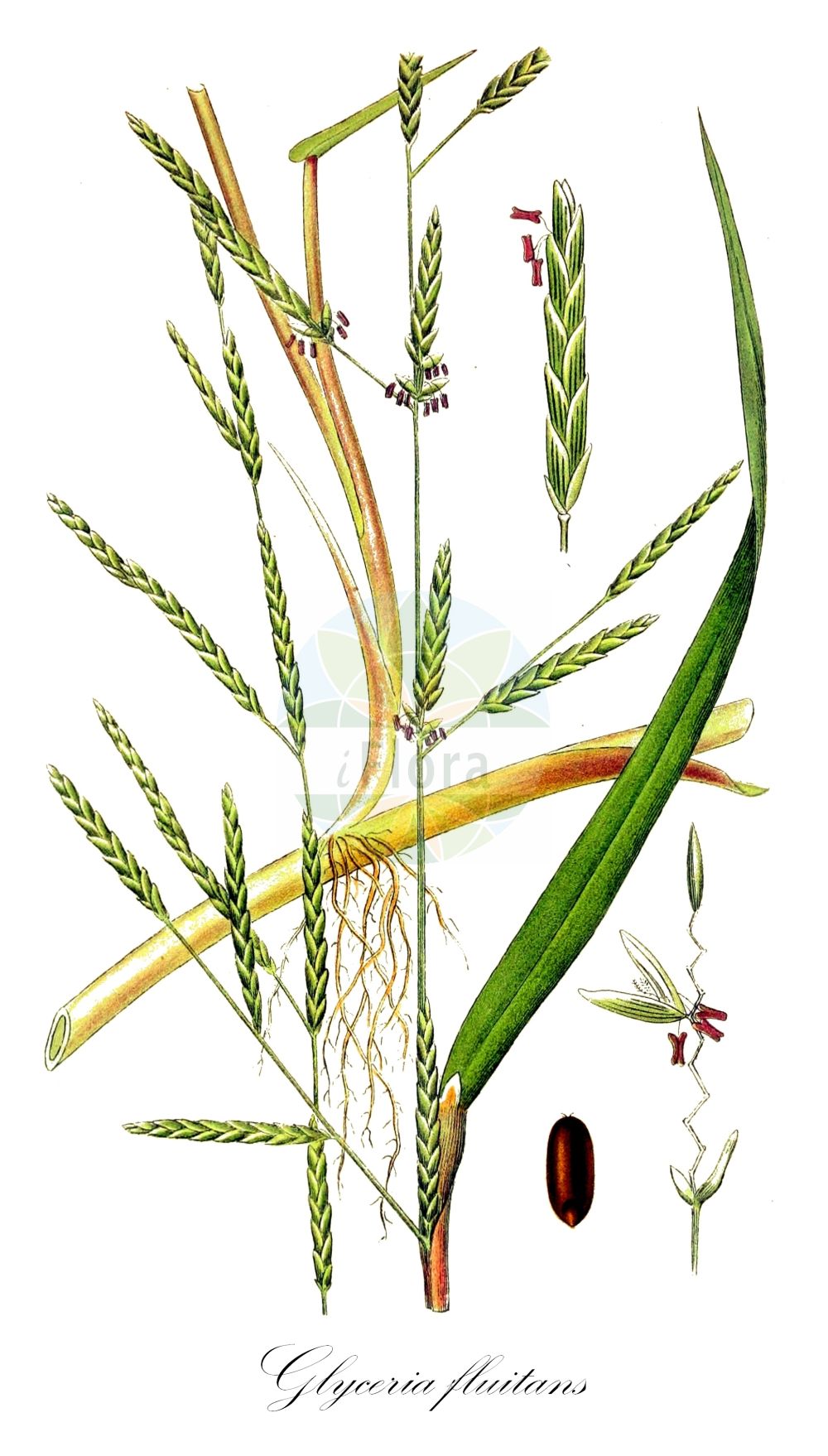 Historische Abbildung von Glyceria fluitans (Flutender Schwaden - Floating Sweet-grass). ---- Historical Drawing of Glyceria fluitans (Flutender Schwaden - Floating Sweet-grass).(Glyceria fluitans,Flutender Schwaden,Floating Sweet-grass,Festuca fluitans,Glyceria fluitans,Flutender Schwaden,Flutender Schwaden,Mannagras,Floating Sweet-grass,Common Flotegrass,Flotegrass,Water Mannagrass,Glyceria,Schwaden,Mannagrass,Poaceae,Süßgräser,Grass family,Lindman (1901-1905))