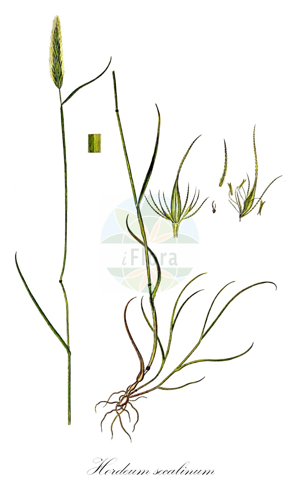 Historische Abbildung von Hordeum secalinum (Roggen-Gerste - Meadow Barley). Das Bild zeigt Blatt, Bluete, Frucht und Same. ---- Historical Drawing of Hordeum secalinum (Roggen-Gerste - Meadow Barley). The image is showing leaf, flower, fruit and seed.(Hordeum secalinum,Roggen-Gerste,Meadow Barley,Hordeum pratense,Hordeum secalinum,Roggen-Gerste,Gerste,Meadow Barley,Hordeum,Gerste,Barley,Poaceae,Süßgräser,Grass family,Blatt,Bluete,Frucht,Same,leaf,flower,fruit,seed,Oeder (1761-1883))