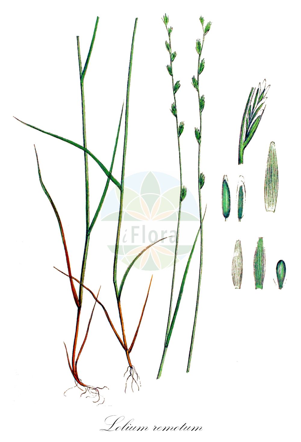 Historische Abbildung von Lolium remotum (Lein-Lolch - Flaxfield Rye-grass). Das Bild zeigt Blatt, Bluete, Frucht und Same. ---- Historical Drawing of Lolium remotum (Lein-Lolch - Flaxfield Rye-grass). The image is showing leaf, flower, fruit and seed.(Lolium remotum,Lein-Lolch,Flaxfield Rye-grass,Lolium linicola,Lolium remotum,Lein-Lolch,Flachs-Lolch,Flaxfield Rye-grass,Flax Darnel,Hardy Ryegrass,Lolium,Weidelgras,Ryegrass,Poaceae,Süßgräser,Grass family,Blatt,Bluete,Frucht,Same,leaf,flower,fruit,seed,Kops (1800-1934))