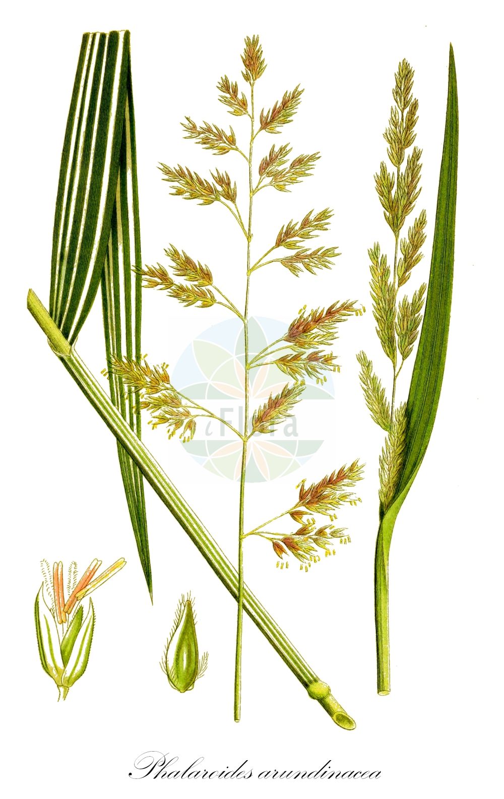 Historische Abbildung von Phalaroides arundinacea (Rohr-Glanzgras - Reed Canary-grass). Das Bild zeigt Blatt, Bluete, Frucht und Same. ---- Historical Drawing of Phalaroides arundinacea (Rohr-Glanzgras - Reed Canary-grass). The image is showing leaf, flower, fruit and seed.(Phalaroides arundinacea,Rohr-Glanzgras,Reed Canary-grass,Baldingera arundinacea,Digraphis arundinacea,Phalaris arundinacea,Phalaroides arundinacea,Typhoides arundinacea,Rohr-Glanzgras,Reed Canary-grass,Reedgrass,Phalaroides,Poaceae,Süßgräser,Grass family,Blatt,Bluete,Frucht,Same,leaf,flower,fruit,seed,Lindman (1901-1905))