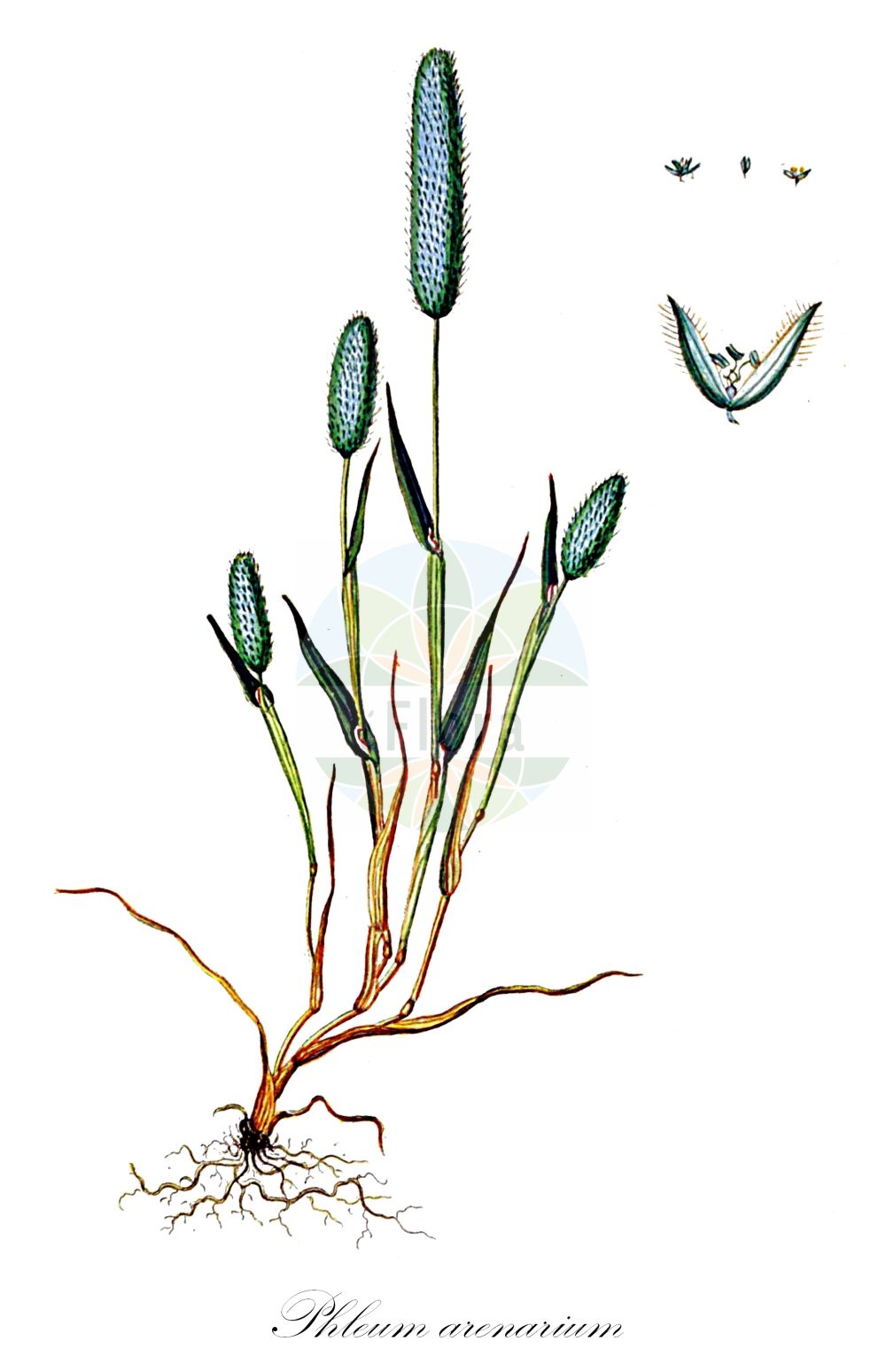 Historische Abbildung von Phleum arenarium (Sand-Lieschgras - Sand Cat's-tail). Das Bild zeigt Blatt, Bluete, Frucht und Same. ---- Historical Drawing of Phleum arenarium (Sand-Lieschgras - Sand Cat's-tail). The image is showing leaf, flower, fruit and seed.(Phleum arenarium,Sand-Lieschgras,Sand Cat's-tail,Phleum arenarium,Sand-Lieschgras,Sand Cat's-tail,Sand Timothy,Phleum,Lieschgras,Timothy,Poaceae,Süßgräser,Grass family,Blatt,Bluete,Frucht,Same,leaf,flower,fruit,seed,Oeder (1761-1883))