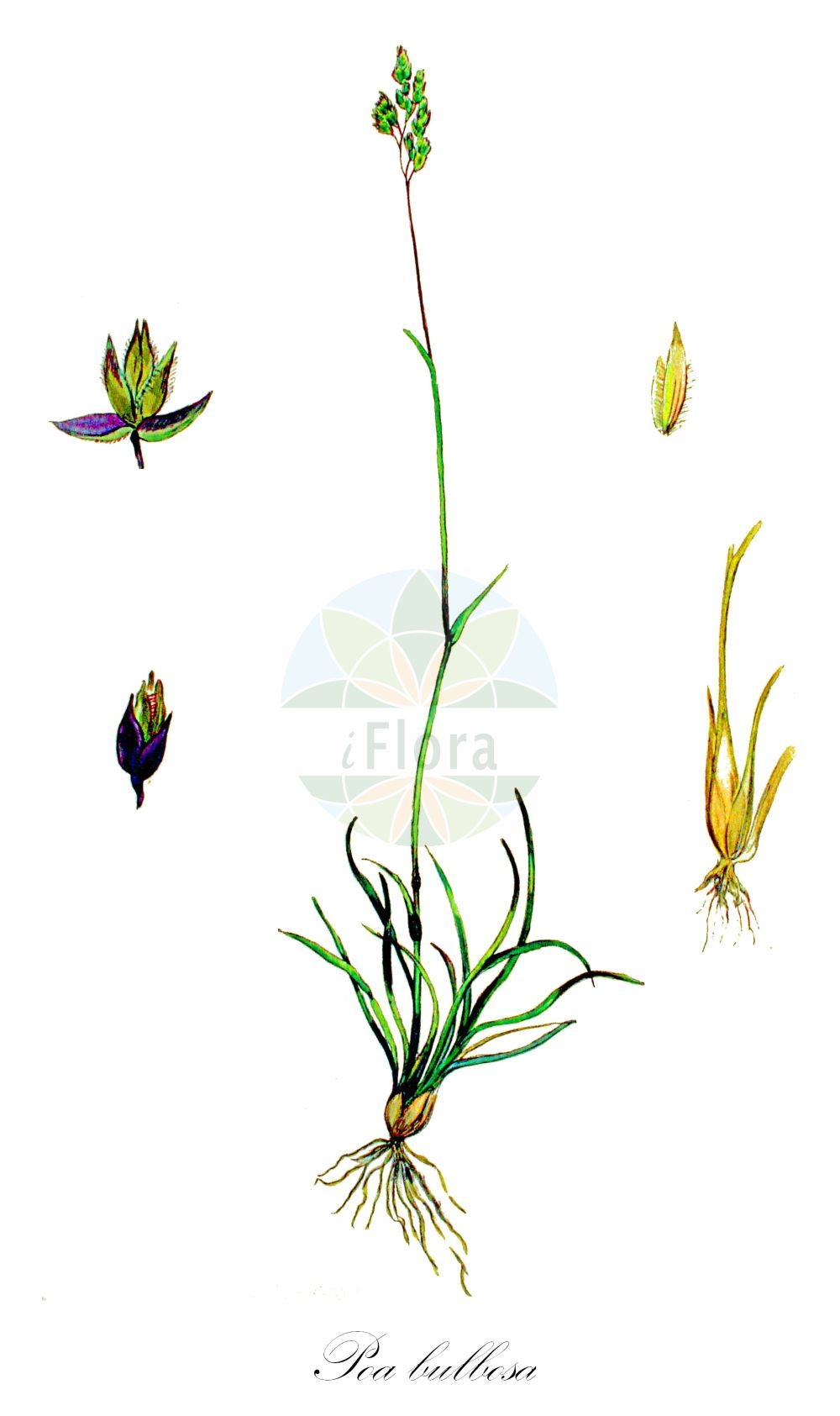 Historische Abbildung von Poa bulbosa (Zwiebel-Rispengras - Bulbous Meadow-grass). Das Bild zeigt Blatt, Bluete, Frucht und Same. ---- Historical Drawing of Poa bulbosa (Zwiebel-Rispengras - Bulbous Meadow-grass). The image is showing leaf, flower, fruit and seed.(Poa bulbosa,Zwiebel-Rispengras,Bulbous Meadow-grass,Poa crispa,Poa bulbosa,Zwiebel-Rispengras,Bulbous Meadow-grass,Bulbous Bluegrass,Poa,Rispengras,Bluegrass,Poaceae,Süßgräser,Grass family,Blatt,Bluete,Frucht,Same,leaf,flower,fruit,seed,Kops (1800-1934))