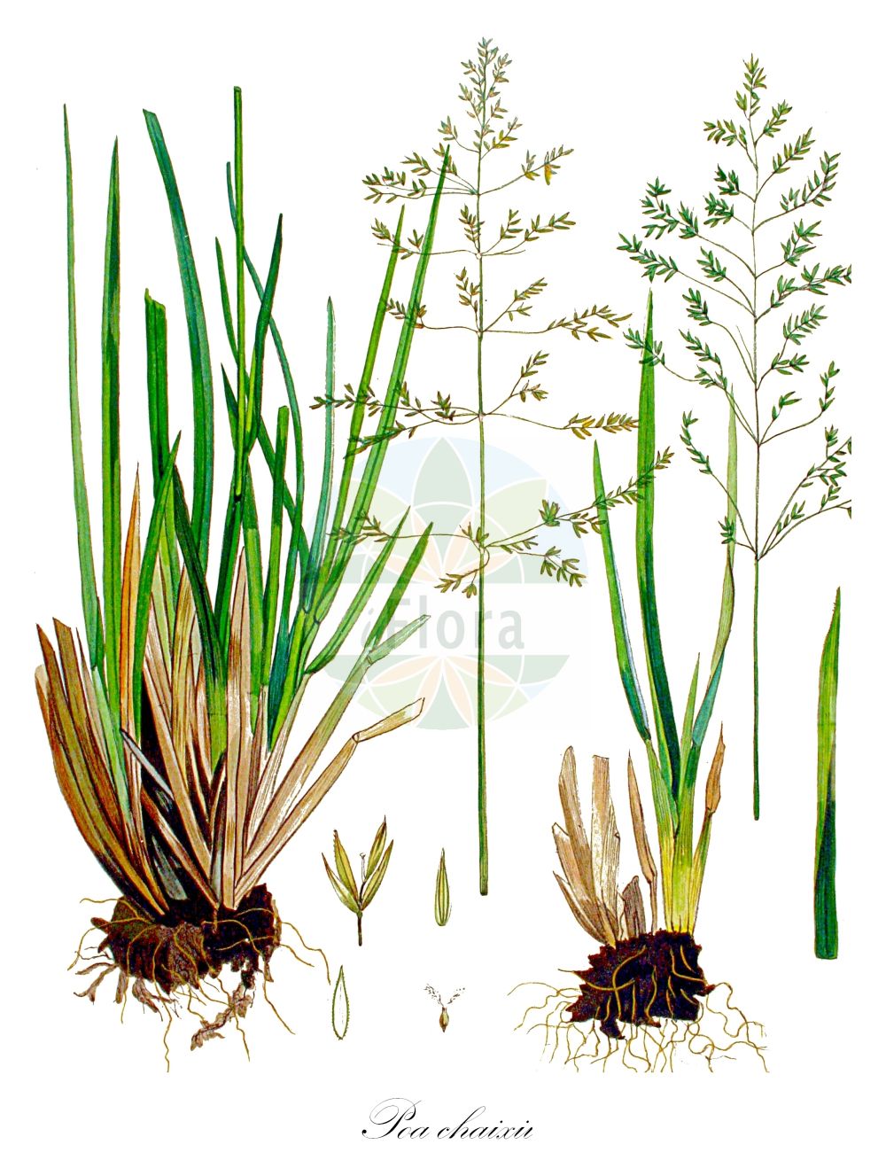 Historische Abbildung von Poa chaixii (Berg-Rispengras - Broad-leaved Meadow-Grass). Das Bild zeigt Blatt, Bluete, Frucht und Same. ---- Historical Drawing of Poa chaixii (Berg-Rispengras - Broad-leaved Meadow-Grass). The image is showing leaf, flower, fruit and seed.(Poa chaixii,Berg-Rispengras,Broad-leaved Meadow-Grass,Poa chaixii,Poa commutata,Poa haemi,Poa sudetica,Berg-Rispengras,Wald-Rispengras,Broad-leaved Meadow-Grass,Broadleaf Bluegrass,Chaix Speargrass,Poa,Rispengras,Bluegrass,Poaceae,Süßgräser,Grass family,Blatt,Bluete,Frucht,Same,leaf,flower,fruit,seed,Kops (1800-1934))