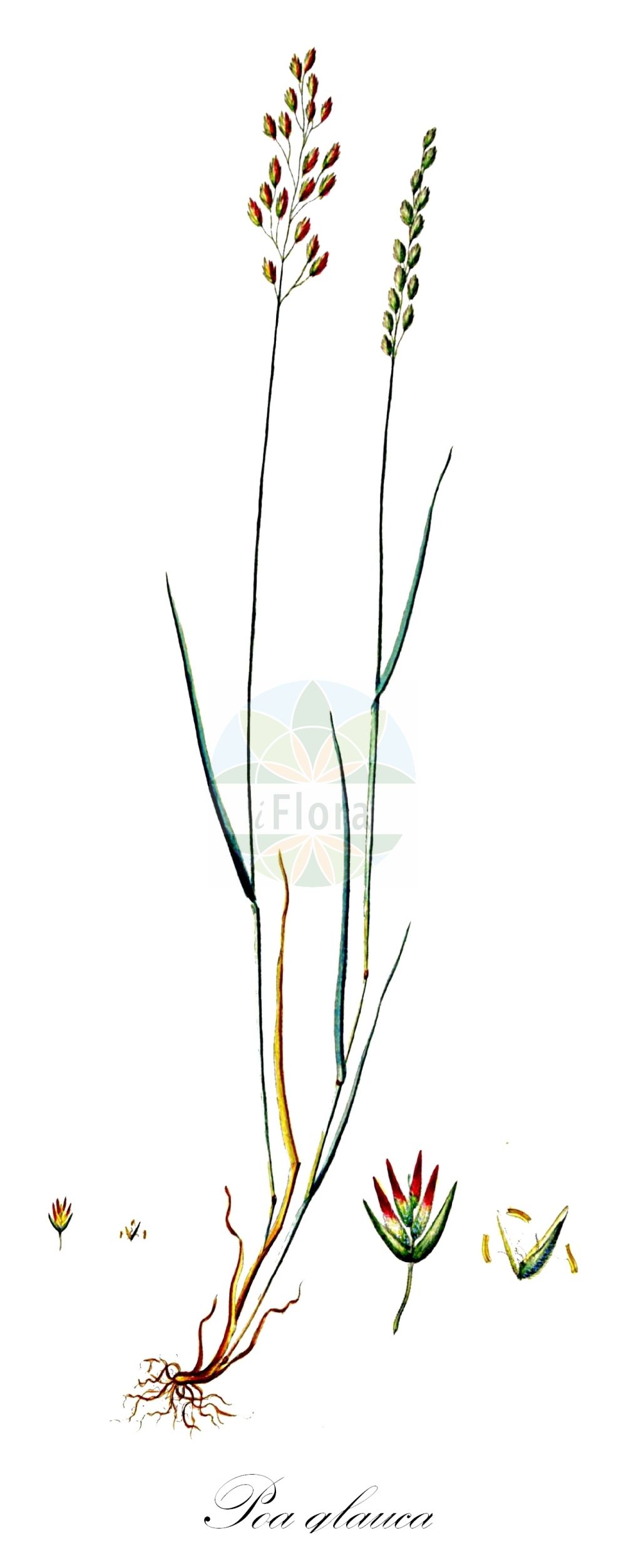Historische Abbildung von Poa glauca (Blaues Rispengras - Glaucous Meadow-grass). Das Bild zeigt Blatt, Bluete, Frucht und Same. ---- Historical Drawing of Poa glauca (Blaues Rispengras - Glaucous Meadow-grass). The image is showing leaf, flower, fruit and seed.(Poa glauca,Blaues Rispengras,Glaucous Meadow-grass,Poa balfourii,Poa bryophila,Poa caesia,Poa ganeschinii,Poa glauca,Poa glaucantha,Poa jurassica,Poa riphaea,Blaues Rispengras,Blaugruenes Rispengras,Glaucous Meadow-grass,Glaucous Bluegrass,Poa,Rispengras,Bluegrass,Poaceae,Süßgräser,Grass family,Blatt,Bluete,Frucht,Same,leaf,flower,fruit,seed,Oeder (1761-1883))