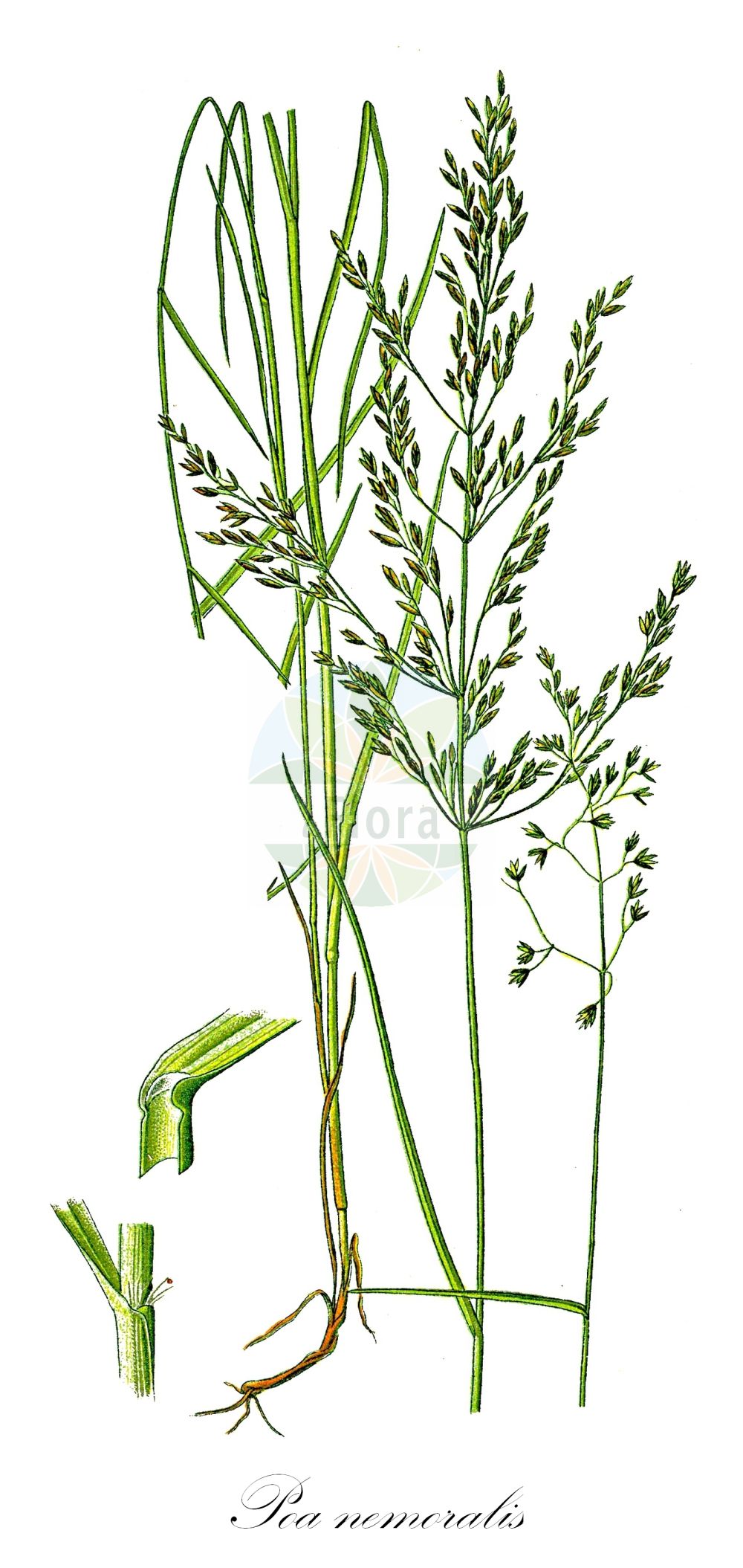 Historische Abbildung von Poa nemoralis (Hain-Rispengras - Wood Meadow-grass). Das Bild zeigt Blatt, Bluete, Frucht und Same. ---- Historical Drawing of Poa nemoralis (Hain-Rispengras - Wood Meadow-grass). The image is showing leaf, flower, fruit and seed.(Poa nemoralis,Hain-Rispengras,Wood Meadow-grass,Poa nemoralis,Poa nemoralis var. rigidula,Hain-Rispengras,Wood Meadow-grass,Wood Bluegrass,Wood Poa,Poa,Rispengras,Bluegrass,Poaceae,Süßgräser,Grass family,Blatt,Bluete,Frucht,Same,leaf,flower,fruit,seed,Thomé (1885))