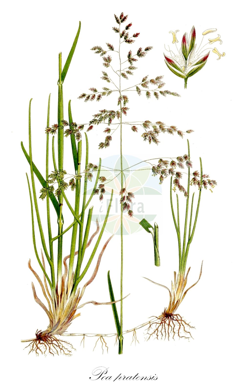 Historische Abbildung von Poa pratensis (Wiesen-Rispengras - Smooth Meadow-grass). Das Bild zeigt Blatt, Bluete, Frucht und Same. ---- Historical Drawing of Poa pratensis (Wiesen-Rispengras - Smooth Meadow-grass). The image is showing leaf, flower, fruit and seed.(Poa pratensis,Wiesen-Rispengras,Smooth Meadow-grass,Poa attica,Poa pinegensis,Poa pratensis,Poa pratensis subsp. attica,Wiesen-Rispengras,Smooth Meadow-grass,Birdgrass,June Grass,Kentucky Bluegrass,Meadowgrass,Smooth-stalked Meadowgrass,Poa,Rispengras,Bluegrass,Poaceae,Süßgräser,Grass family,Blatt,Bluete,Frucht,Same,leaf,flower,fruit,seed,Lindman (1901-1905))