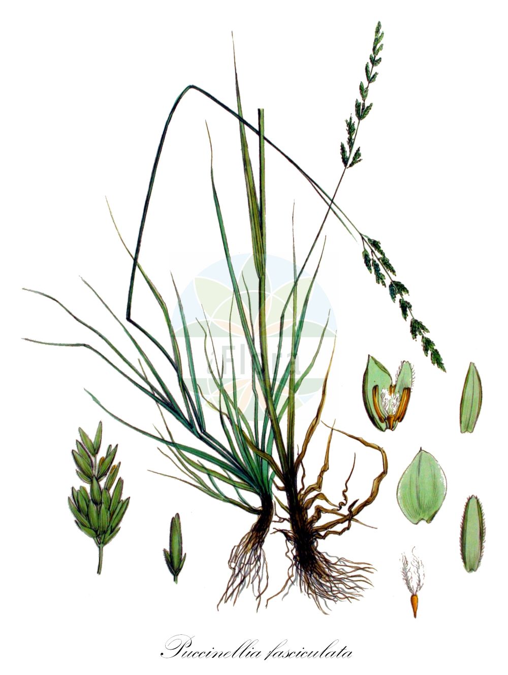 Historische Abbildung von Puccinellia fasciculata (Borrer's Saltmarsh-grass). Das Bild zeigt Blatt, Bluete, Frucht und Same. ---- Historical Drawing of Puccinellia fasciculata (Borrer's Saltmarsh-grass). The image is showing leaf, flower, fruit and seed.(Puccinellia fasciculata,Borrer's Saltmarsh-grass,Atropis beltrani,Atropis borreri,Atropis flahaultii,Atropis pseudodistans,Glyceria borreri,Glyceria conferta,Glyceria permixta,Glyceria pseudodistans,Poa fasciculata,Puccinellia borreri,Puccinellia fasciculata,Puccinellia pseudodistans,Puccinellia,Salzschwaden,Alkaligrass,Poaceae,Süßgräser,Grass family,Blatt,Bluete,Frucht,Same,leaf,flower,fruit,seed,Kops (1800-1934))