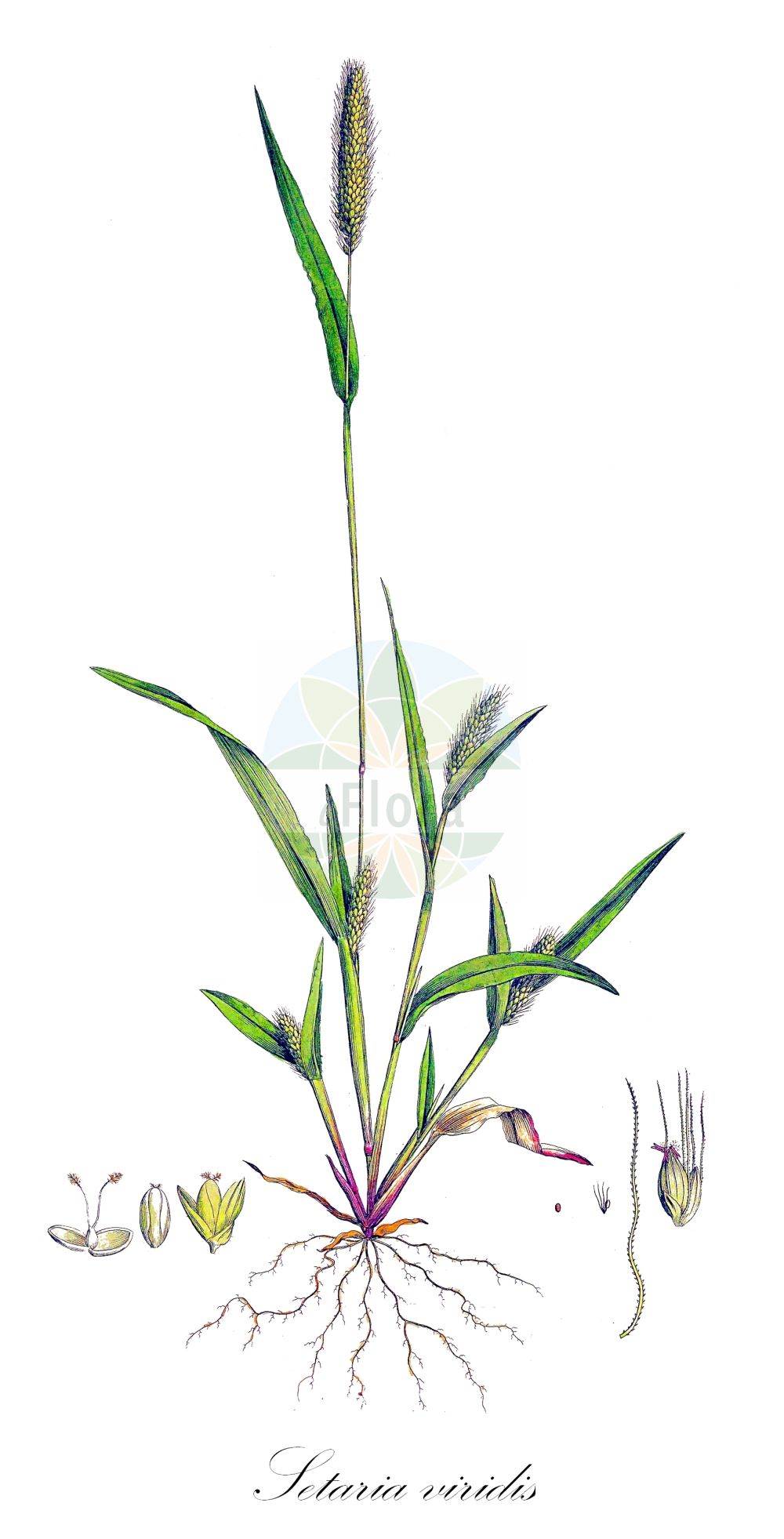 Historische Abbildung von Setaria viridis (Grüne Borstenhirse - Green Bristle-grass). Das Bild zeigt Blatt, Bluete, Frucht und Same. ---- Historical Drawing of Setaria viridis (Grüne Borstenhirse - Green Bristle-grass). The image is showing leaf, flower, fruit and seed.(Setaria viridis,Grüne Borstenhirse,Green Bristle-grass,Panicum viride,Setaria viridis,Setariopsis viridis,Gruene Borstenhirse,Gruener Fennich,Green Bristle-grass,Bottlegrass,Green Foxtail,Green Panicgrass,Green Pigeongrass,Wild Foxtail Millet,Setaria,Borstenhirse,Bristlegrass,Poaceae,Süßgräser,Grass family,Blatt,Bluete,Frucht,Same,leaf,flower,fruit,seed,Curtis (1777-1798))
