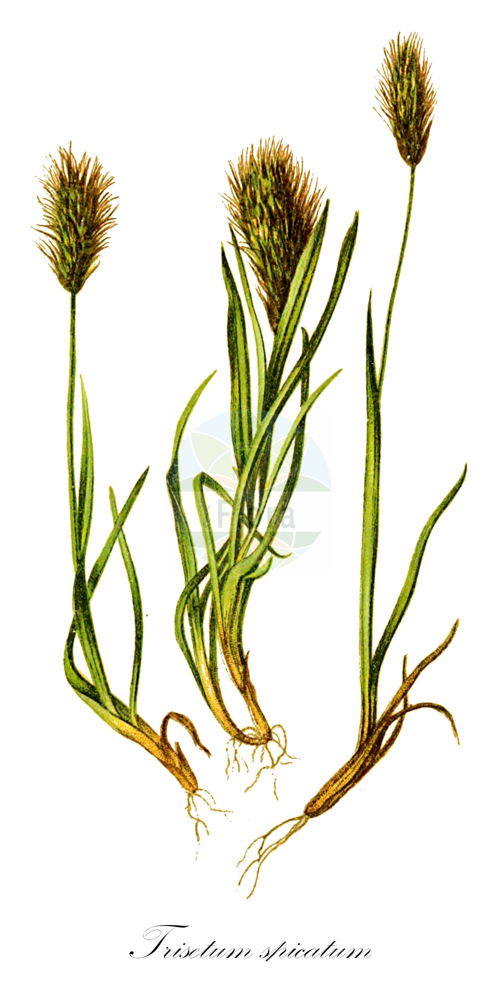 Historische Abbildung von Trisetum spicatum (Ähren-Goldhafer - Spike Trisetum). Das Bild zeigt Blatt, Bluete, Frucht und Same. ---- Historical Drawing of Trisetum spicatum (Ähren-Goldhafer - Spike Trisetum). The image is showing leaf, flower, fruit and seed.(Trisetum spicatum,Ähren-Goldhafer,Spike Trisetum,Aira spicata,Avena airoides,Trisetaria spicata,Trisetum spicatum,Trisetum subspicatum,Ähren-Goldhafer,Ähriger Goldhafer,Spike Trisetum,Bristlegrass,Tall Trisetum,Northern Oatgrass,Spiked Oatgrass,Trisetum,Goldhafer,Oatgrass,Poaceae,Süßgräser,Grass family,Blatt,Bluete,Frucht,Same,leaf,flower,fruit,seed,Hartinger & von Dalla Torre (1806f))