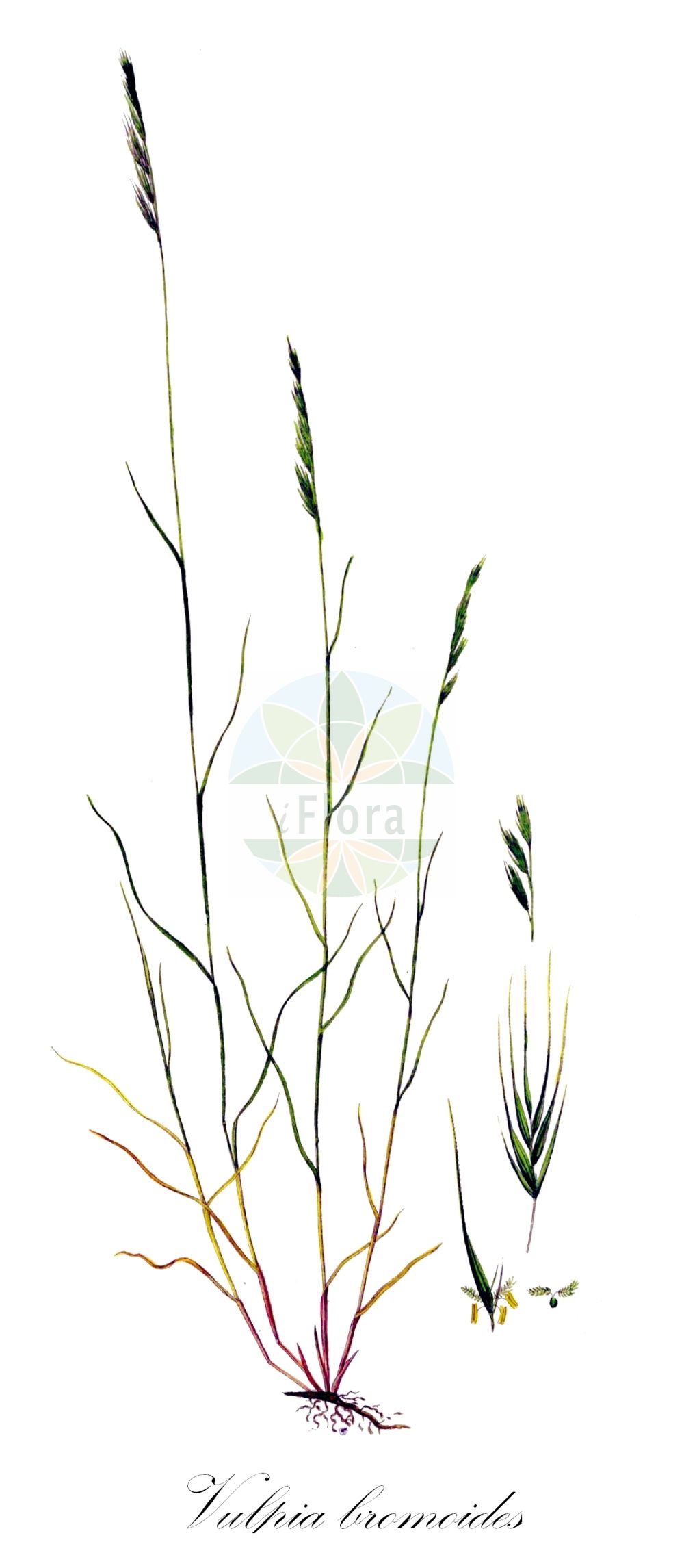 Historische Abbildung von Vulpia bromoides (Trespen-Federschwingel - Squirreltail Fescue). Das Bild zeigt Blatt, Bluete, Frucht und Same. ---- Historical Drawing of Vulpia bromoides (Trespen-Federschwingel - Squirreltail Fescue). The image is showing leaf, flower, fruit and seed.(Vulpia bromoides,Trespen-Federschwingel,Squirreltail Fescue,Bromus dertonensis,Festuca brachypoda,Festuca bromoides,Festuca dertonensis,Festuca sciuroides,Vulpia bromoides,Vulpia dertonensis,Vulpia sciuroides,Trespen-Federschwingel,Eichhornschwanz-Federschwingel,Squirreltail Fescue,Barren Fescue,Brome Fescue,Silver Grass,Vulpia Hairgrass,Vulpia,Federschwingel,Fescue,Poaceae,Süßgräser,Grass family,Blatt,Bluete,Frucht,Same,leaf,flower,fruit,seed,Oeder (1761-1883))