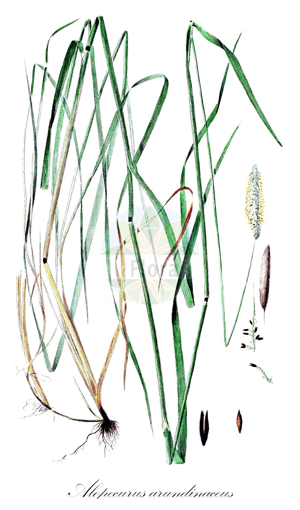 Historische Abbildung von Alopecurus arundinaceus (Rohr-Fuchsschwanzgras - Creeping Foxtail). Das Bild zeigt Blatt, Bluete, Frucht und Same. ---- Historical Drawing of Alopecurus arundinaceus (Rohr-Fuchsschwanzgras - Creeping Foxtail). The image is showing leaf, flower, fruit and seed.(Alopecurus arundinaceus,Rohr-Fuchsschwanzgras,Creeping Foxtail,Alopecurus arundinaceus,Alopecurus castellanus,Alopecurus lasiostachys,Alopecurus liouvilleanus,Alopecurus muticus,Alopecurus nigricans,Alopecurus salvatoris,Alopecurus ventricosus,Rohr-Fuchsschwanzgras,Rohr-Fuchsschwanz,Creeping Foxtail,Creeping Meadow Foxtail,Reed Foxtail,Alopecurus,Fuchsschwanzgras,Foxtail,Poaceae,Süßgräser,Grass family,Blatt,Bluete,Frucht,Same,leaf,flower,fruit,seed,Oeder (1761-1883))