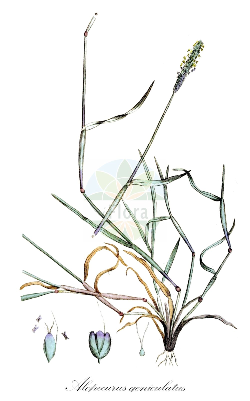 Historische Abbildung von Alopecurus geniculatus (Knick-Fuchsschwanzgras - Marsh Foxtail). Das Bild zeigt Blatt, Bluete, Frucht und Same. ---- Historical Drawing of Alopecurus geniculatus (Knick-Fuchsschwanzgras - Marsh Foxtail). The image is showing leaf, flower, fruit and seed.(Alopecurus geniculatus,Knick-Fuchsschwanzgras,Marsh Foxtail,Alopecurus geniculatus,Knick-Fuchsschwanzgras,Geknietes Fuchsschwanzgras,Knick-Fuchsschwanz,Marsh Foxtail,Floating Foxtail,Kneed Foxtail,Water Foxtail,Alopecurus,Fuchsschwanzgras,Foxtail,Poaceae,Süßgräser,Grass family,Blatt,Bluete,Frucht,Same,leaf,flower,fruit,seed,Svensk Botanik (Svensk Botanik))