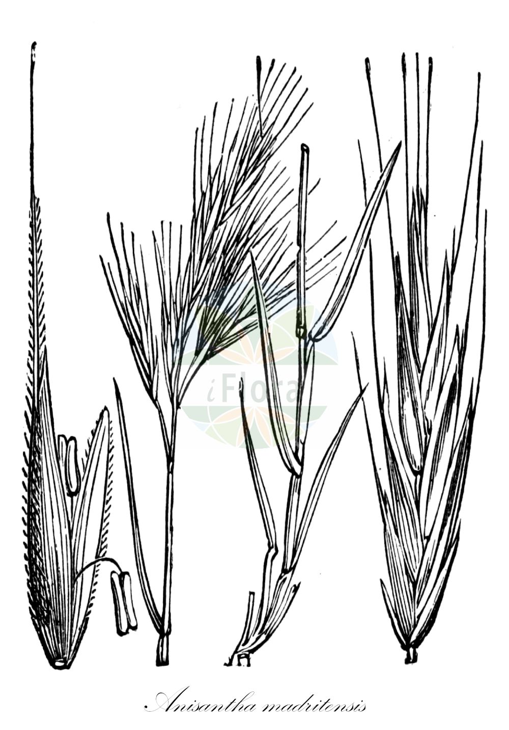 Historische Abbildung von Anisantha madritensis (Mittelmeer-Trespe - Compact Brome). Das Bild zeigt Blatt, Bluete, Frucht und Same. ---- Historical Drawing of Anisantha madritensis (Mittelmeer-Trespe - Compact Brome). The image is showing leaf, flower, fruit and seed.(Anisantha madritensis,Mittelmeer-Trespe,Compact Brome,Anisantha madritensis,Bromus darderi,Bromus fischeri,Bromus madritensis,Bromus villosus,Zerna madritensis,Mittelmeer-Trespe,Compact Brome,Compact Chess,Foxtail Brome,Madrid Brome,Spanish Brome,Anisantha,Poaceae,Süßgräser,Grass family,Blatt,Bluete,Frucht,Same,leaf,flower,fruit,seed,Fitch et al. (1880))