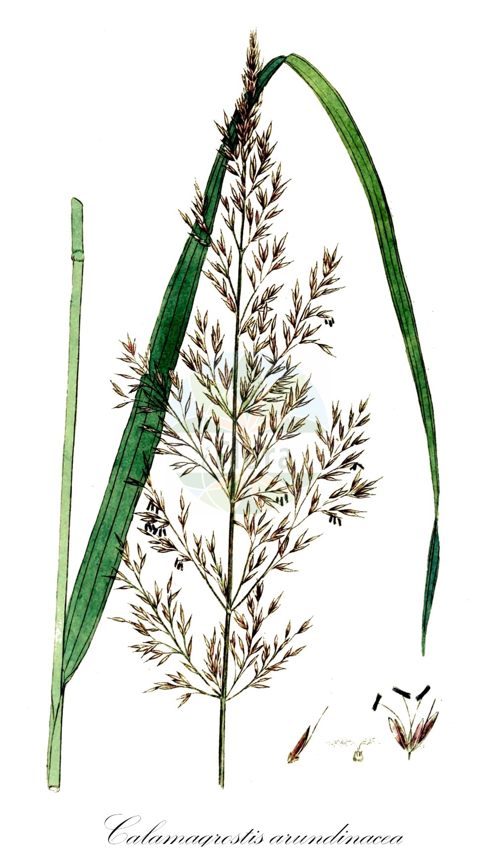 Historische Abbildung von Calamagrostis arundinacea (Wald-Reitgras - Bunch Grass). Das Bild zeigt Blatt, Bluete, Frucht und Same. ---- Historical Drawing of Calamagrostis arundinacea (Wald-Reitgras - Bunch Grass). The image is showing leaf, flower, fruit and seed.(Calamagrostis arundinacea,Wald-Reitgras,Bunch Grass,Agrostis arundinacea,Arundo sylvatica,Calamagrostis arundinacea,Deyeuxia arundinacea,Deyeuxia pyramidalis,Wald-Reitgras,Bunch Grass,Purple Reedgrass,Rough Smallreed,Korean Feather Reed Grass,Calamagrostis,Reitgras,Reedgrass,Poaceae,Süßgräser,Grass family,Blatt,Bluete,Frucht,Same,leaf,flower,fruit,seed,Svensk Botanik (Svensk Botanik))