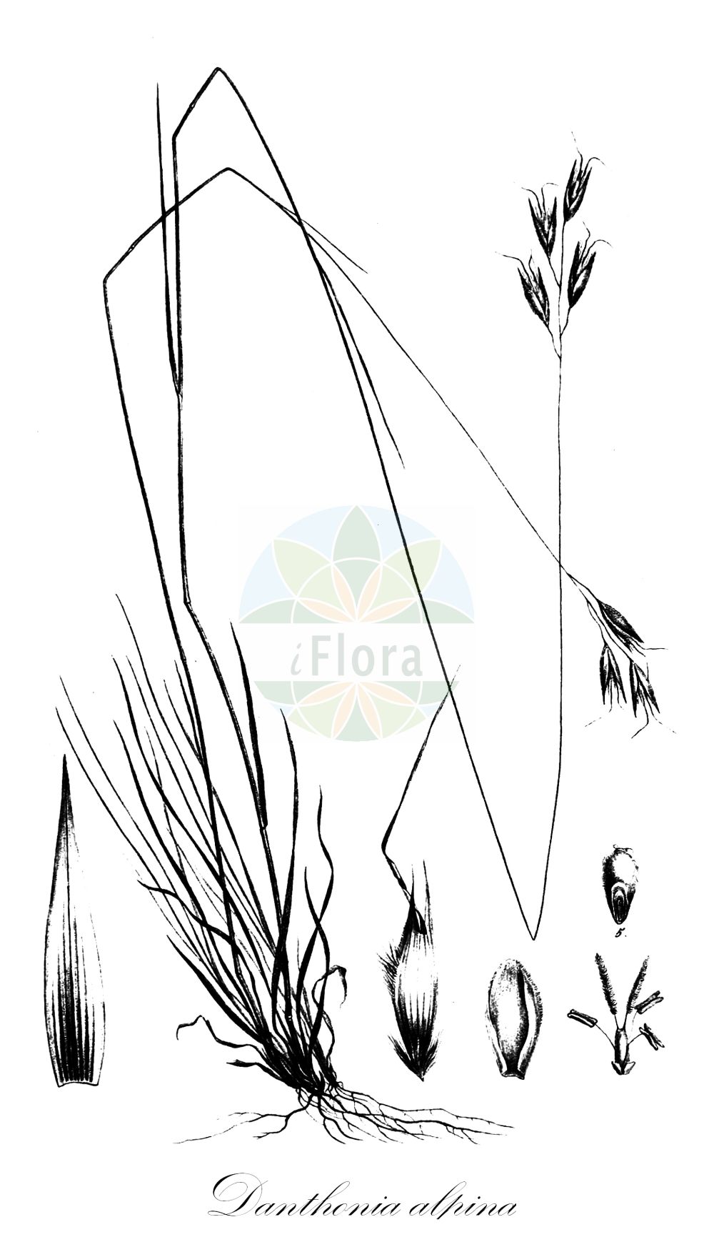 Historische Abbildung von Danthonia alpina (Kelch-Traubenhafer - Alpine Oatgrass). Das Bild zeigt Blatt, Bluete, Frucht und Same. ---- Historical Drawing of Danthonia alpina (Kelch-Traubenhafer - Alpine Oatgrass). The image is showing leaf, flower, fruit and seed.(Danthonia alpina,Kelch-Traubenhafer,Alpine Oatgrass,Danthonia calycina,Danthonia provincialis,Danthonia alpina,Kelch-Traubenhafer,Kelchgras,Alpine Oatgrass,Danthonia,Dreizahn,Oatgrass,Poaceae,Süßgräser,Grass family,Blatt,Bluete,Frucht,Same,leaf,flower,fruit,seed,Trinius (1828-1836))