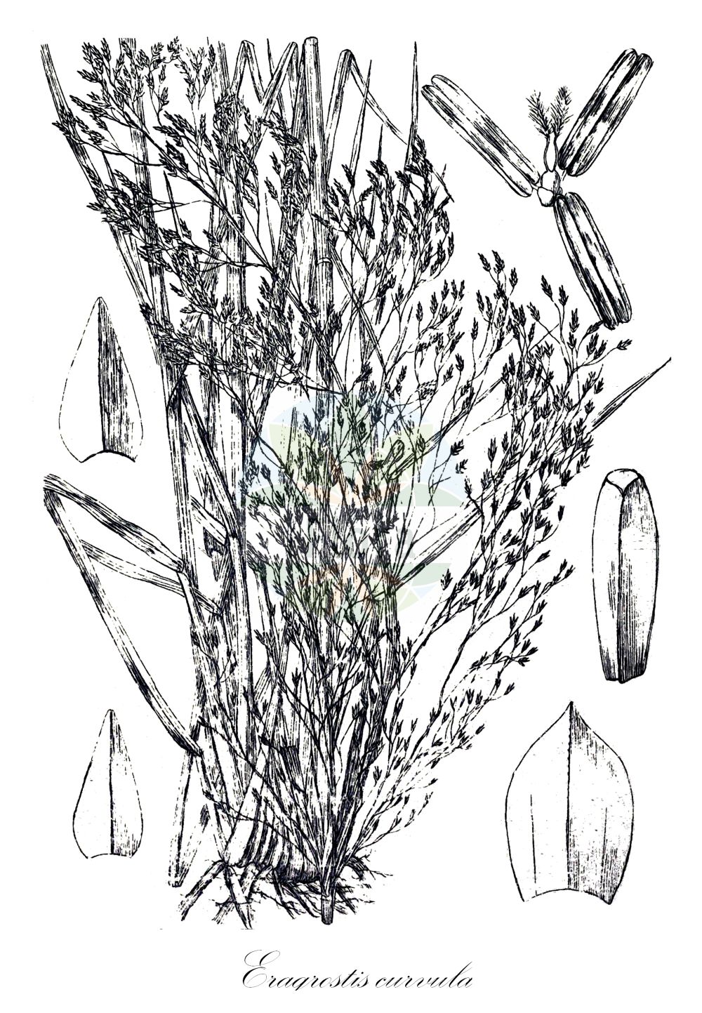 Historische Abbildung von Eragrostis curvula (Gekrümmtes Liebesgras - African Love-grass). Das Bild zeigt Blatt, Bluete, Frucht und Same. ---- Historical Drawing of Eragrostis curvula (Gekrümmtes Liebesgras - African Love-grass). The image is showing leaf, flower, fruit and seed.(Eragrostis curvula,Gekrümmtes Liebesgras,African Love-grass,Eragrostis curvula,Poa curvula,Gekruemmtes Liebesgras,African Love-grass,Boer Lovegrass,Weeping Lovegrass,Eragrostis,Liebesgras,Lovergrass,Poaceae,Süßgräser,Grass family,Blatt,Bluete,Frucht,Same,leaf,flower,fruit,seed,Wood & Evans (1898-1912))