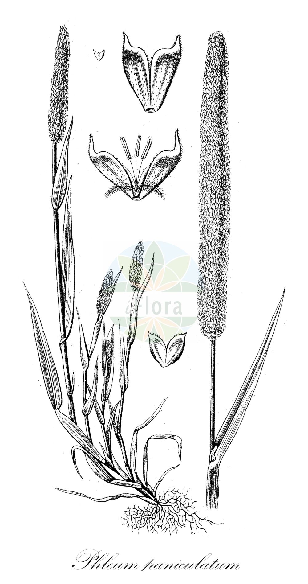 Historische Abbildung von Phleum paniculatum (Rauhes Lieschgras - Panicled Cat's-tail). Das Bild zeigt Blatt, Bluete, Frucht und Same. ---- Historical Drawing of Phleum paniculatum (Rauhes Lieschgras - Panicled Cat's-tail). The image is showing leaf, flower, fruit and seed.(Phleum paniculatum,Rauhes Lieschgras,Panicled Cat's-tail,Phleum asperum,Phleum paniculatum,Rauhes Lieschgras,Rispen-Lieschgras,Rispiges Lieschgras,Panicled Cat's-tail,Panicled Catstail,British Timothy,Phleum,Lieschgras,Timothy,Poaceae,Süßgräser,Grass family,Blatt,Bluete,Frucht,Same,leaf,flower,fruit,seed,Sturm (1796f))