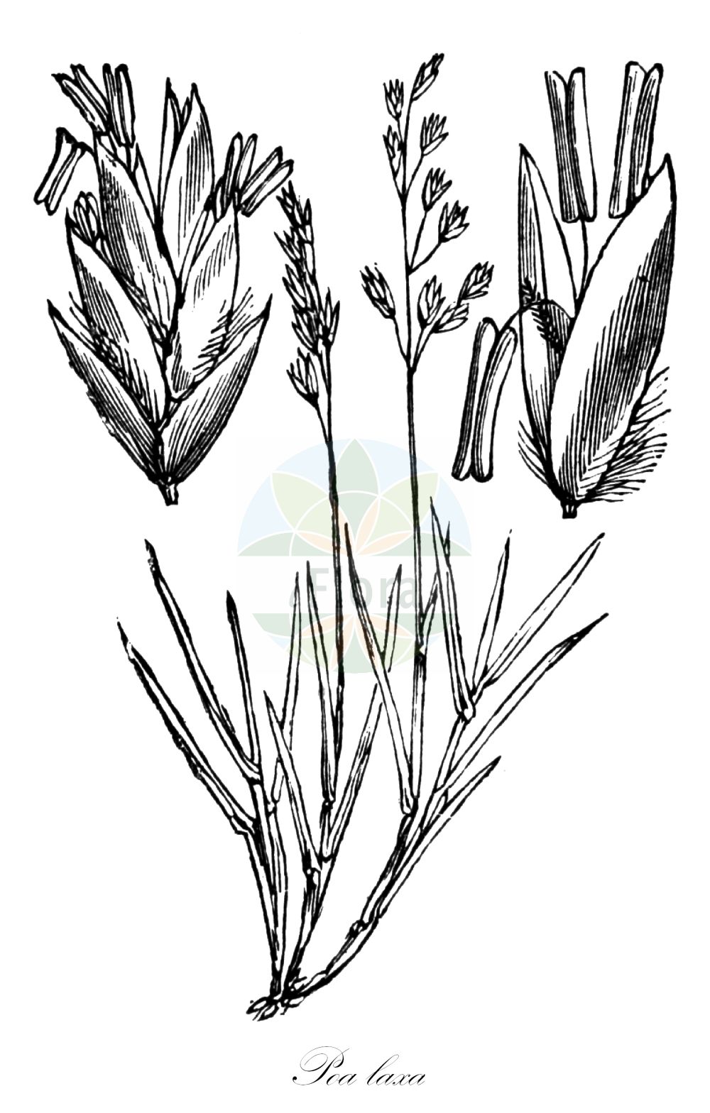 Historische Abbildung von Poa laxa (Schlaffes Rispengras - Wavy Meadow-grass). Das Bild zeigt Blatt, Bluete, Frucht und Same. ---- Historical Drawing of Poa laxa (Schlaffes Rispengras - Wavy Meadow-grass). The image is showing leaf, flower, fruit and seed.(Poa laxa,Schlaffes Rispengras,Wavy Meadow-grass,Poa tremula,Poa laxa,Schlaffes Rispengras,Wavy Meadow-grass,Mt. Washington Bluegrass,Poa,Rispengras,Bluegrass,Poaceae,Süßgräser,Grass family,Blatt,Bluete,Frucht,Same,leaf,flower,fruit,seed,Fitch et al. (1880))