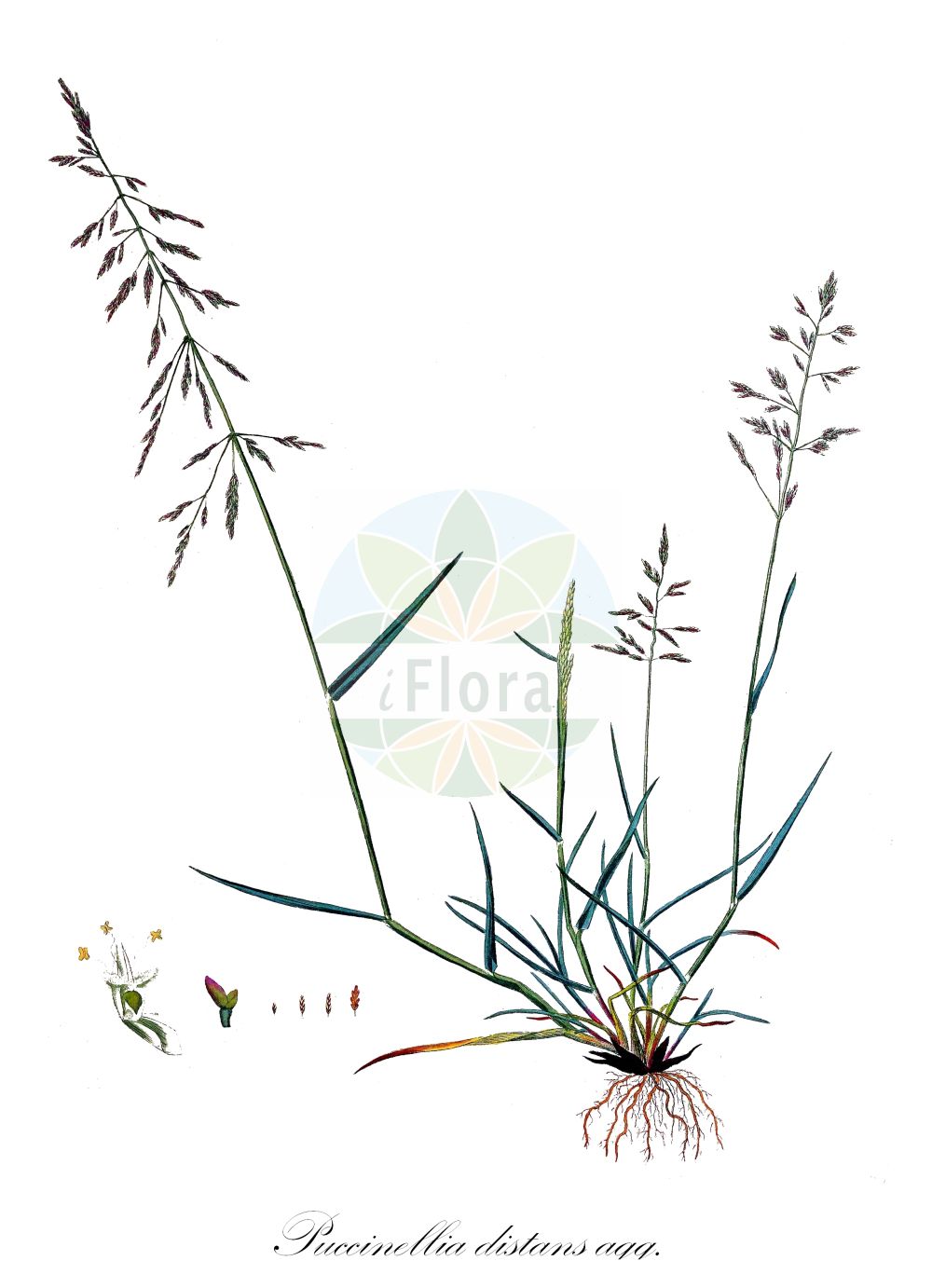 Historische Abbildung von Puccinellia distans agg. (Gewöhnlicher Salzschwaden - Reflexed Saltmarsh-grass). Das Bild zeigt Blatt, Bluete, Frucht und Same. ---- Historical Drawing of Puccinellia distans agg. (Gewöhnlicher Salzschwaden - Reflexed Saltmarsh-grass). The image is showing leaf, flower, fruit and seed.(Puccinellia distans agg.,Gewöhnlicher Salzschwaden,Reflexed Saltmarsh-grass,Gewoehnlicher Salzschwaden,Abstehender Salzschwaden,Ruderal-Salzschwaden,Reflexed Saltmarsh-grass,European Alkaligrass,Reflexed Meadowgrass,Puccinellia,Salzschwaden,Alkaligrass,Poaceae,Süßgräser,Grass family,Blatt,Bluete,Frucht,Same,leaf,flower,fruit,seed,Curtis (1777-1798))
