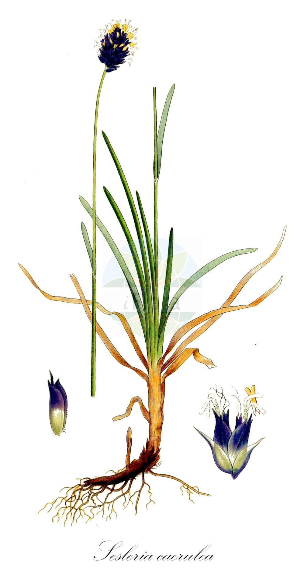 Historische Abbildung von Sesleria caerulea (Kalk-Blaugras - Blue Moor-grass). Das Bild zeigt Blatt, Bluete, Frucht und Same. ---- Historical Drawing of Sesleria caerulea (Kalk-Blaugras - Blue Moor-grass). The image is showing leaf, flower, fruit and seed.(Sesleria caerulea,Kalk-Blaugras,Blue Moor-grass,Aira varia,Cynosurus caeruleus,Sesleria albicans,Sesleria caerulea,Sesleria calcarea,Sesleria deyliana,Sesleria varia,Kalk-Blaugras,Gewoehnliches Blaugras,Blue Moor-grass,Blue Sesleria,Sesleria,Blaugras,Poaceae,Süßgräser,Grass family,Blatt,Bluete,Frucht,Same,leaf,flower,fruit,seed,Lindman (1901-1905))