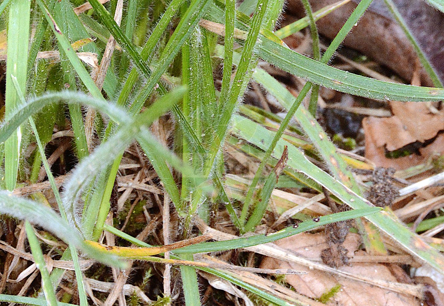 Foto von Avenula pubescens (Flaumiger Wiesenhafer - Downy Oat-grass). Das Foto wurde in München, Bayern, Deutschland aufgenommen. ---- Photo of Avenula pubescens (Flaumiger Wiesenhafer - Downy Oat-grass). The picture was taken in Munich, Bavaria, Germany.(Avenula pubescens,Flaumiger Wiesenhafer,Downy Oat-grass,Arrhenatherum pubescens,Avena amethystina,Avena fallax,Avena lucida,Avena pubescens,Avenastrum pubescens,Avenochloa pubescens,Avenula pubescens,Helictotrichon pubescens,Homalotrichon pubescens,Neoholubia pubescens,Flaumiger Wiesenhafer,Flaumhafer,Flaum-Wiesenhafer,Gewoehnlicher Flaumiger Wiesenhafer,Kahler Flaumhafer,Downy Oat-grass,Downy Alpine Oatgrass,Hairy Oatgrass,Avenula,Poaceae,Süßgräser,Grass family)