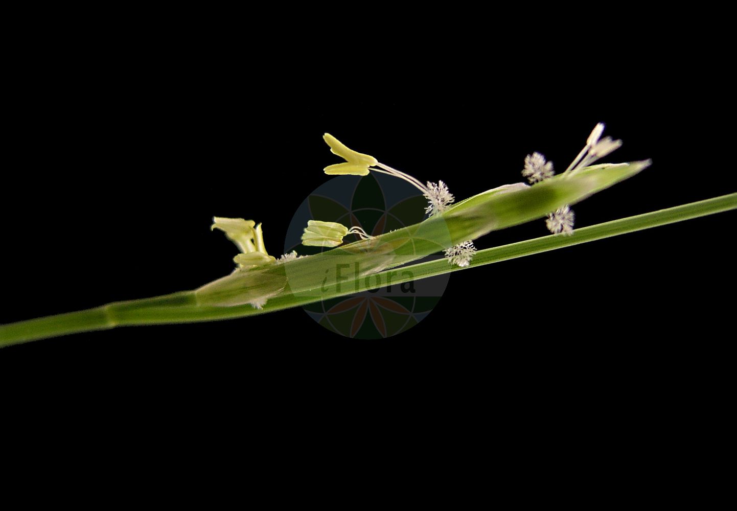 Foto von Glyceria fluitans (Flutender Schwaden - Floating Sweet-grass). ---- Photo of Glyceria fluitans (Flutender Schwaden - Floating Sweet-grass).(Glyceria fluitans,Flutender Schwaden,Floating Sweet-grass,Festuca fluitans,Glyceria fluitans,Flutender Schwaden,Flutender Schwaden,Mannagras,Floating Sweet-grass,Common Flotegrass,Flotegrass,Water Mannagrass,Glyceria,Schwaden,Mannagrass,Poaceae,Süßgräser,Grass family)