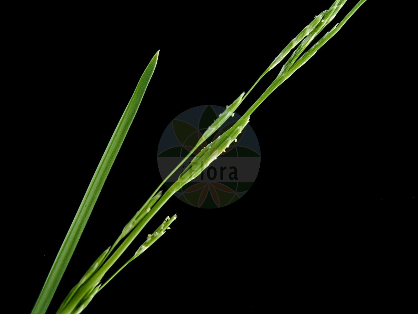 Foto von Glyceria declinata (Blaugrüner Schwaden - Small Sweet-grass). ---- Photo of Glyceria declinata (Blaugrüner Schwaden - Small Sweet-grass).(Glyceria declinata,Blaugrüner Schwaden,Small Sweet-grass,Glyceria declinata,Glyceria notata subsp. declinata,Blaugruener Schwaden,Geneigtes Schwadengras,Small Sweet-grass,Floating Sweetgrass,Waxy Mannagrass,Glaucous Sweetgrass,Small Flotegrass,Glyceria,Schwaden,Mannagrass,Poaceae,Süßgräser,Grass family)
