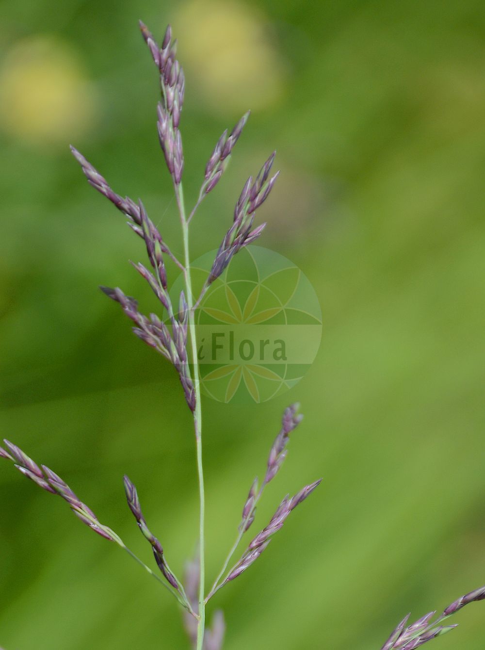 Foto von Molinia arundinacea (Rohr-Pfeifengras - Purple Moor-grass). Das Foto wurde in Flore Alpe, Champex-Lac, Wallis, Schweiz aufgenommen. ---- Photo of Molinia arundinacea (Rohr-Pfeifengras - Purple Moor-grass). The picture was taken in Flore Alpe, Champex-Lac, Valais, Switzerland.(Molinia arundinacea,Rohr-Pfeifengras,Purple Moor-grass,Molinia altissima,Molinia arundinacea,Molinia litoralis,Molinia poscii,Molinia ujhelyii,Rohr-Pfeifengras,Rohrartiges Pfeifengras,Purple Moor-grass,Molinia,Pfeifengras,Moorgrass,Poaceae,Süßgräser,Grass family)