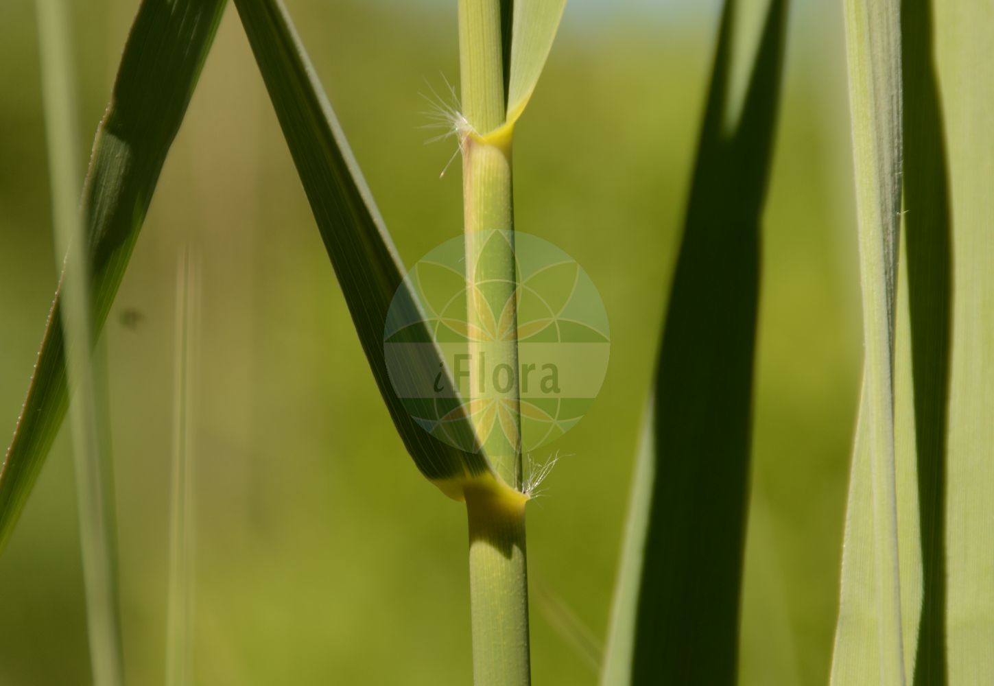 Foto von Phragmites australis (Gewöhnliches Schilf - Common Reed). Das Foto wurde in Besancon, Bourgogne-Franche-Comté (Präfektur), Frankreich aufgenommen. ---- Photo of Phragmites australis (Gewöhnliches Schilf - Common Reed). The picture was taken in Besançon, Bourgogne-Franche-Comté.(Phragmites australis,Gewöhnliches Schilf,Common Reed,Arundo australis,Arundo graeca,Arundo phragmites,Phragmites australis,Phragmites communis,Phragmites gigantea,Phragmites loscosii,Phragmites pumila,Phragmites vulgaris,Gewoehnliches Schilf,Schilf,Common Reed,Reed,Phragmites,Schilf,Reed,Poaceae,Süßgräser,Grass family)