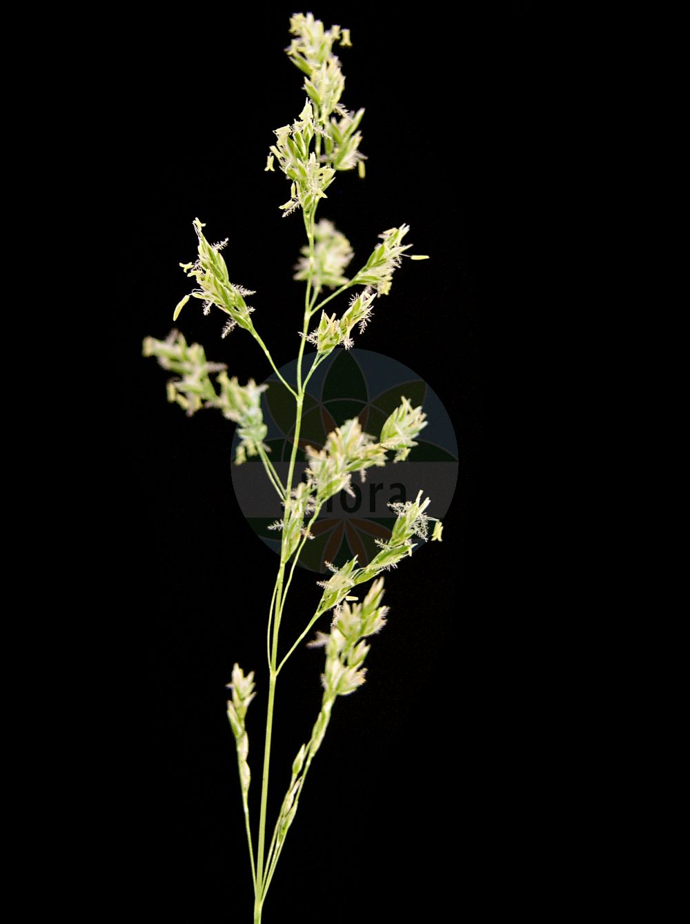 Foto von Poa angustifolia (Schmalblättriges Wiesen-Rispengras - Narrow-leaved Meadow-Grass). ---- Photo of Poa angustifolia (Schmalblättriges Wiesen-Rispengras - Narrow-leaved Meadow-Grass).(Poa angustifolia,Schmalblättriges Wiesen-Rispengras,Narrow-leaved Meadow-Grass,Poa angustifolia,Poa capillifolia,Poa pratensis subsp. atlantis,Schmalblaettriges Wiesen-Rispengras,Narrow-leaved Meadow-Grass,Poa,Rispengras,Bluegrass,Poaceae,Süßgräser,Grass family)