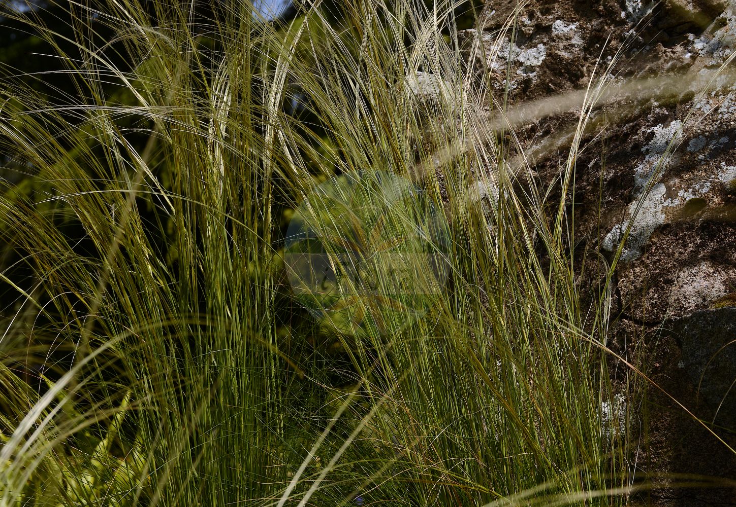 Foto von Stipa pennata (Echtes Federgras - Feathergrass). Das Foto wurde in Lyon, Auvergne-Rhône-Alpes, Frankreich aufgenommen. ---- Photo of Stipa pennata (Echtes Federgras - Feathergrass). The picture was taken in Lyon, Auvergne-Rhône-Alpes, France.(Stipa pennata,Echtes Federgras,Feathergrass,Stipa disjuncta,Stipa pennata,Echtes Federgras,Feathergrass,Stipa,Federgras,Needlegrass,Poaceae,Süßgräser,Grass family)