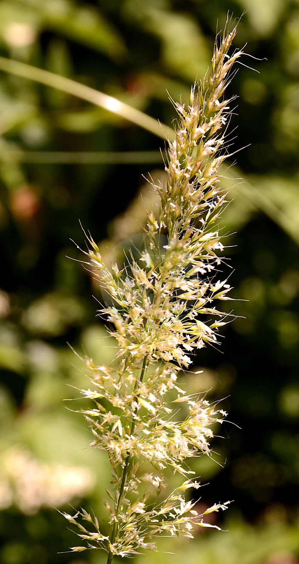 Foto von Trisetum flavescens (Wiesen-Goldhafer - Yellow Oat-grass). ---- Photo of Trisetum flavescens (Wiesen-Goldhafer - Yellow Oat-grass).(Trisetum flavescens,Wiesen-Goldhafer,Yellow Oat-grass,Avena flavescens,Trisetaria flavescens,Trisetum flavescens,Trisetum griseovirens,Trisetum macrantherum,Wiesen-Goldhafer,Gewoehnlicher Wiesen-Goldhafer,Gold-Grannenhafer,Yellow Oat-grass,Golden Oat,Yellow Trisetum,Trisetum,Goldhafer,Oatgrass,Poaceae,Süßgräser,Grass family)