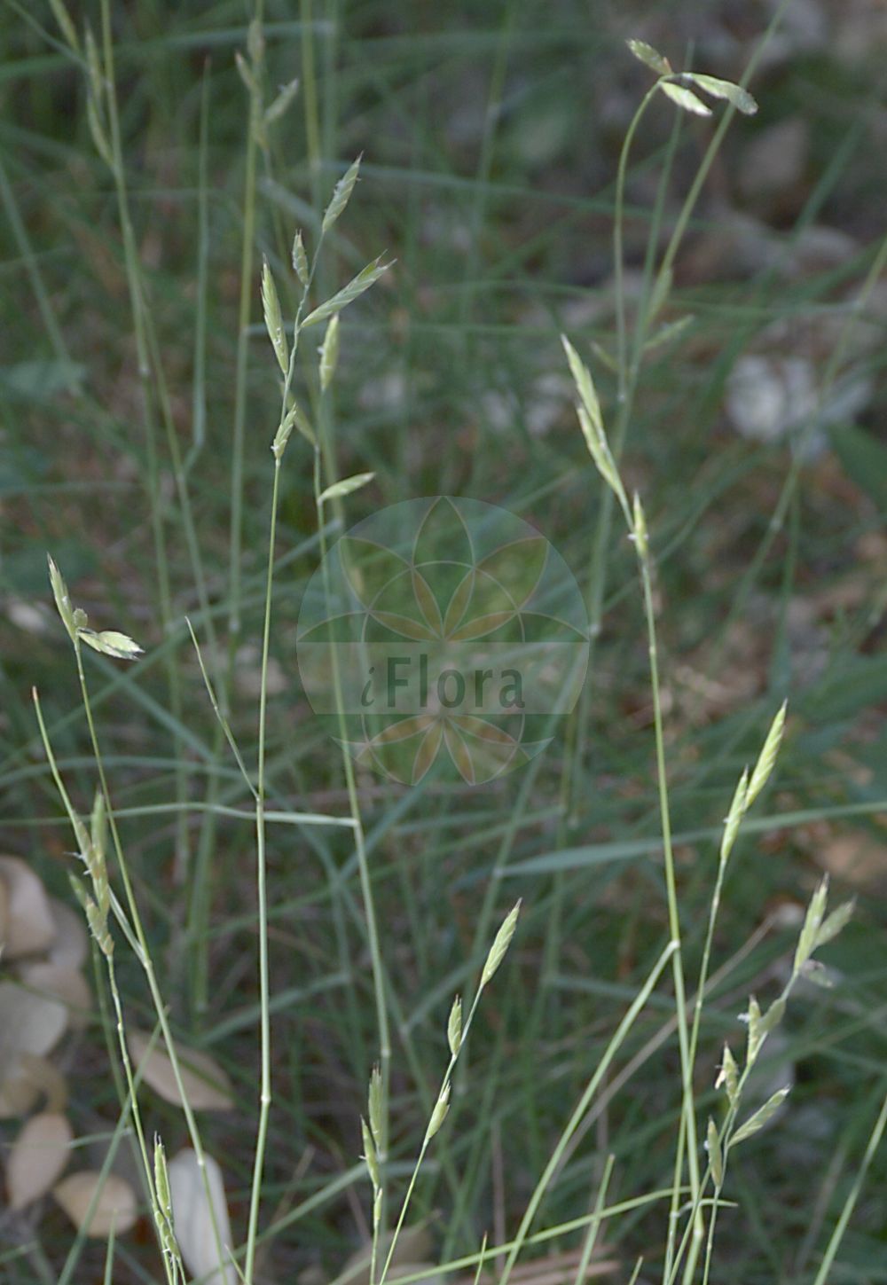 Foto von Brachypodium phoenicoides. Das Foto wurde in Nice, Provence-Alpes-Côte d’Azur, Frankreich aufgenommen. ---- Photo of Brachypodium phoenicoides. The picture was taken in Nice, Provence-Alpes-Côte d'Azur, France.(Brachypodium phoenicoides,Brachypodium macropodum,Brachypodium mucronatum,Brachypodium phoenicoides,Brachypodium pinnatum,Festuca phoenicoides,Brachypodium,Zwenke,False Brome,Poaceae,Süßgräser,Grass family)