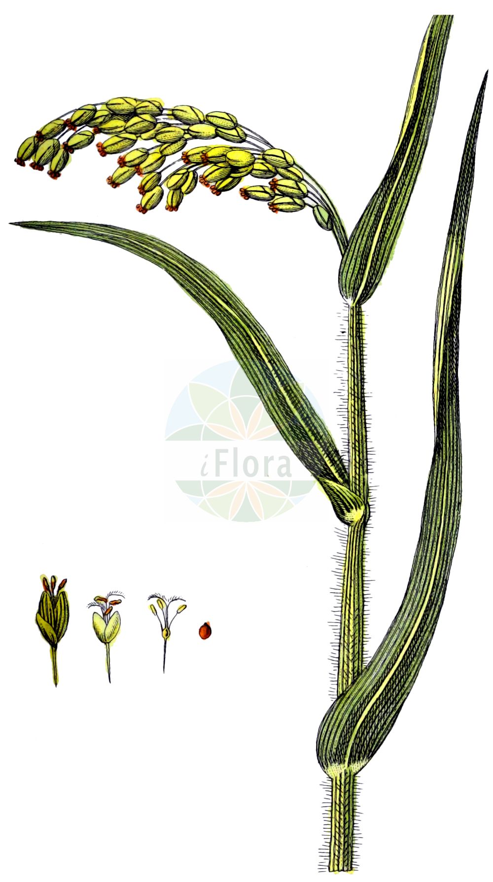 Historische Abbildung von Panicum miliaceum (Rispen-Hirse - Common Millet). Das Bild zeigt Blatt, Bluete, Frucht und Same. ---- Historical Drawing of Panicum miliaceum (Rispen-Hirse - Common Millet). The image is showing leaf, flower, fruit and seed.(Panicum miliaceum,Rispen-Hirse,Common Millet,Panicum miliaceum,Rispen-Hirse,Gewoehnliche Rispenhirse,Common Millet,Broomcorn Millet,French Millet,Millet Panicgrass,Panic Millet,Proso Millet,True Millet,Wild Proso Millet,Panicum,Hirse,Panicgrass,Poaceae,Süßgräser,Grass family,Blatt,Bluete,Frucht,Same,leaf,flower,fruit,seed,Zorn (1781f))