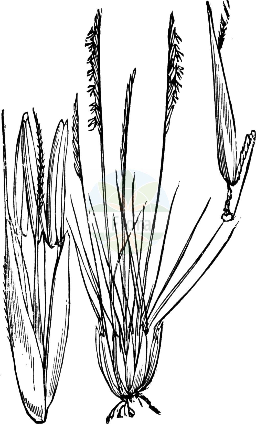 Historische Abbildung von Nardus stricta (Borstgras - Mat-grass). Das Bild zeigt Blatt, Bluete, Frucht und Same. ---- Historical Drawing of Nardus stricta (Borstgras - Mat-grass). The image is showing leaf, flower, fruit and seed.(Nardus stricta,Borstgras,Mat-grass,Nardus stricta,Natschia stricta,Borstgras,Buerstling,Mat-grass,Nardus,Borstgras,Matgrass,Poaceae,Süßgräser,Grass family,Blatt,Bluete,Frucht,Same,leaf,flower,fruit,seed,Fitch et al. (1880))