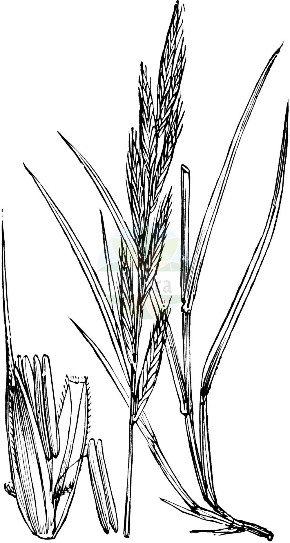 Historische Abbildung von Brachypodium pinnatum (Fieder-Zwenke - Tor-grass). Das Bild zeigt Blatt, Bluete, Frucht und Same. ---- Historical Drawing of Brachypodium pinnatum (Fieder-Zwenke - Tor-grass). The image is showing leaf, flower, fruit and seed.(Brachypodium pinnatum,Fieder-Zwenke,Tor-grass,Brachypodium pinnatum,Bromus pinnatus,Fieder-Zwenke,Tor-grass,Heath False-brome,Chalk False Brome,False Japanese Bromegrass,Brachypodium,Zwenke,False Brome,Poaceae,Süßgräser,Grass family,Blatt,Bluete,Frucht,Same,leaf,flower,fruit,seed,Fitch et al. (1880))