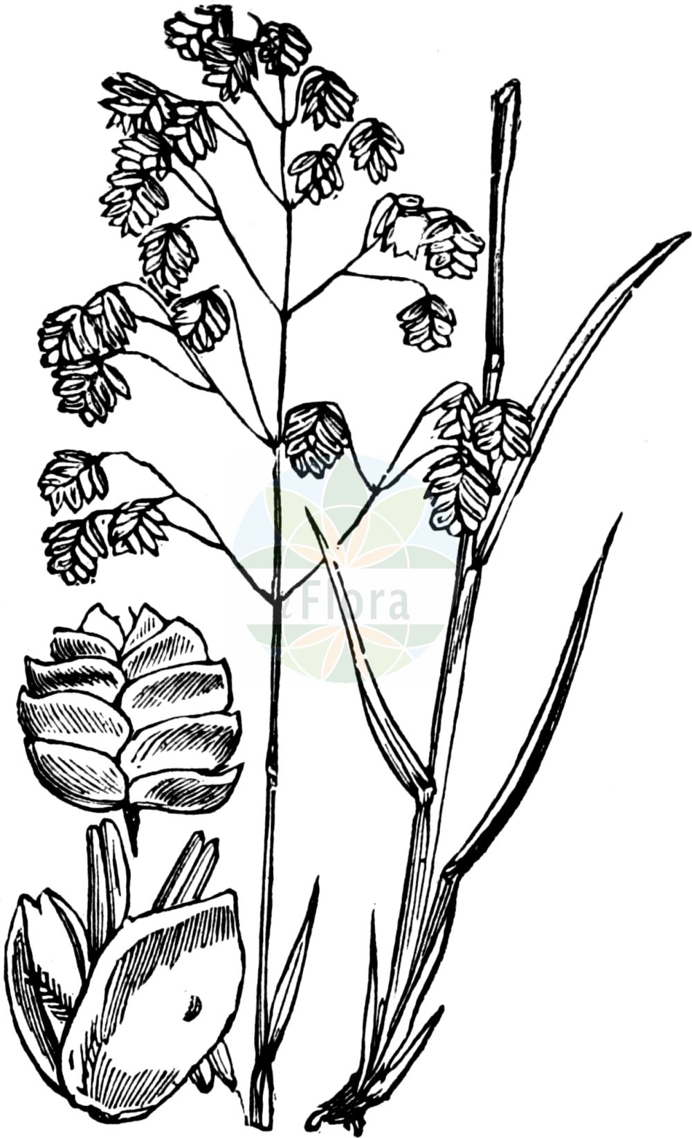 Historische Abbildung von Briza media (Gewöhnliches Zittergras - Quaking-grass). Das Bild zeigt Blatt, Bluete, Frucht und Same. ---- Historical Drawing of Briza media (Gewöhnliches Zittergras - Quaking-grass). The image is showing leaf, flower, fruit and seed.(Briza media,Gewöhnliches Zittergras,Quaking-grass,Briza australis,Briza intermedia,Briza media,Gewoehnliches Zittergras,Mittleres Zittergras,Quaking-grass,Common Quaking Grass,Intermediate Quaking Grass,Perennial Quaking Grass,Tottergrass,Briza,Zittergras,Quakinggrass,Poaceae,Süßgräser,Grass family,Blatt,Bluete,Frucht,Same,leaf,flower,fruit,seed,Fitch et al. (1880))