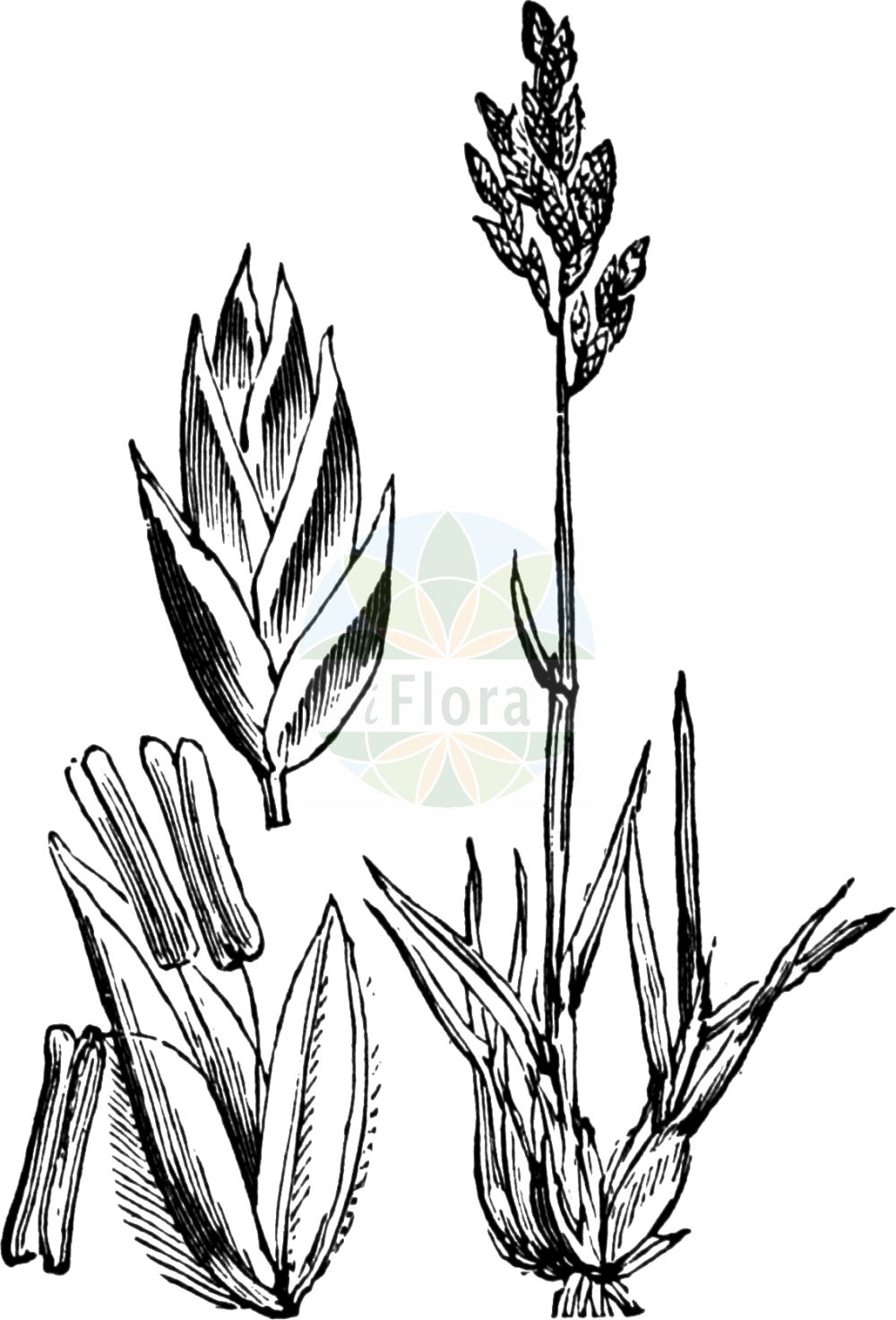 Historische Abbildung von Poa bulbosa (Zwiebel-Rispengras - Bulbous Meadow-grass). Das Bild zeigt Blatt, Bluete, Frucht und Same. ---- Historical Drawing of Poa bulbosa (Zwiebel-Rispengras - Bulbous Meadow-grass). The image is showing leaf, flower, fruit and seed.(Poa bulbosa,Zwiebel-Rispengras,Bulbous Meadow-grass,Poa crispa,Poa bulbosa,Zwiebel-Rispengras,Bulbous Meadow-grass,Bulbous Bluegrass,Poa,Rispengras,Bluegrass,Poaceae,Süßgräser,Grass family,Blatt,Bluete,Frucht,Same,leaf,flower,fruit,seed,Fitch et al. (1880))