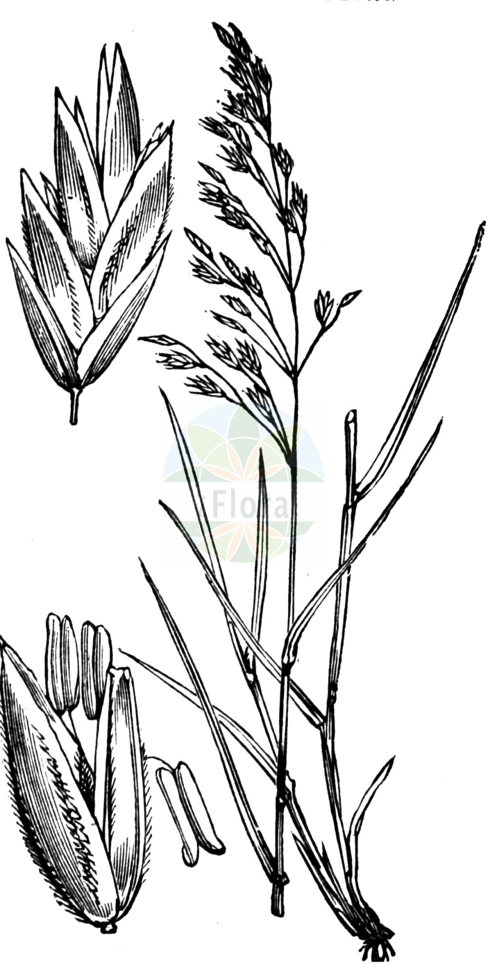 Historische Abbildung von Poa nemoralis (Hain-Rispengras - Wood Meadow-grass). Das Bild zeigt Blatt, Bluete, Frucht und Same. ---- Historical Drawing of Poa nemoralis (Hain-Rispengras - Wood Meadow-grass). The image is showing leaf, flower, fruit and seed.(Poa nemoralis,Hain-Rispengras,Wood Meadow-grass,Poa nemoralis,Poa nemoralis var. rigidula,Hain-Rispengras,Wood Meadow-grass,Wood Bluegrass,Wood Poa,Poa,Rispengras,Bluegrass,Poaceae,Süßgräser,Grass family,Blatt,Bluete,Frucht,Same,leaf,flower,fruit,seed,Fitch et al. (1880))