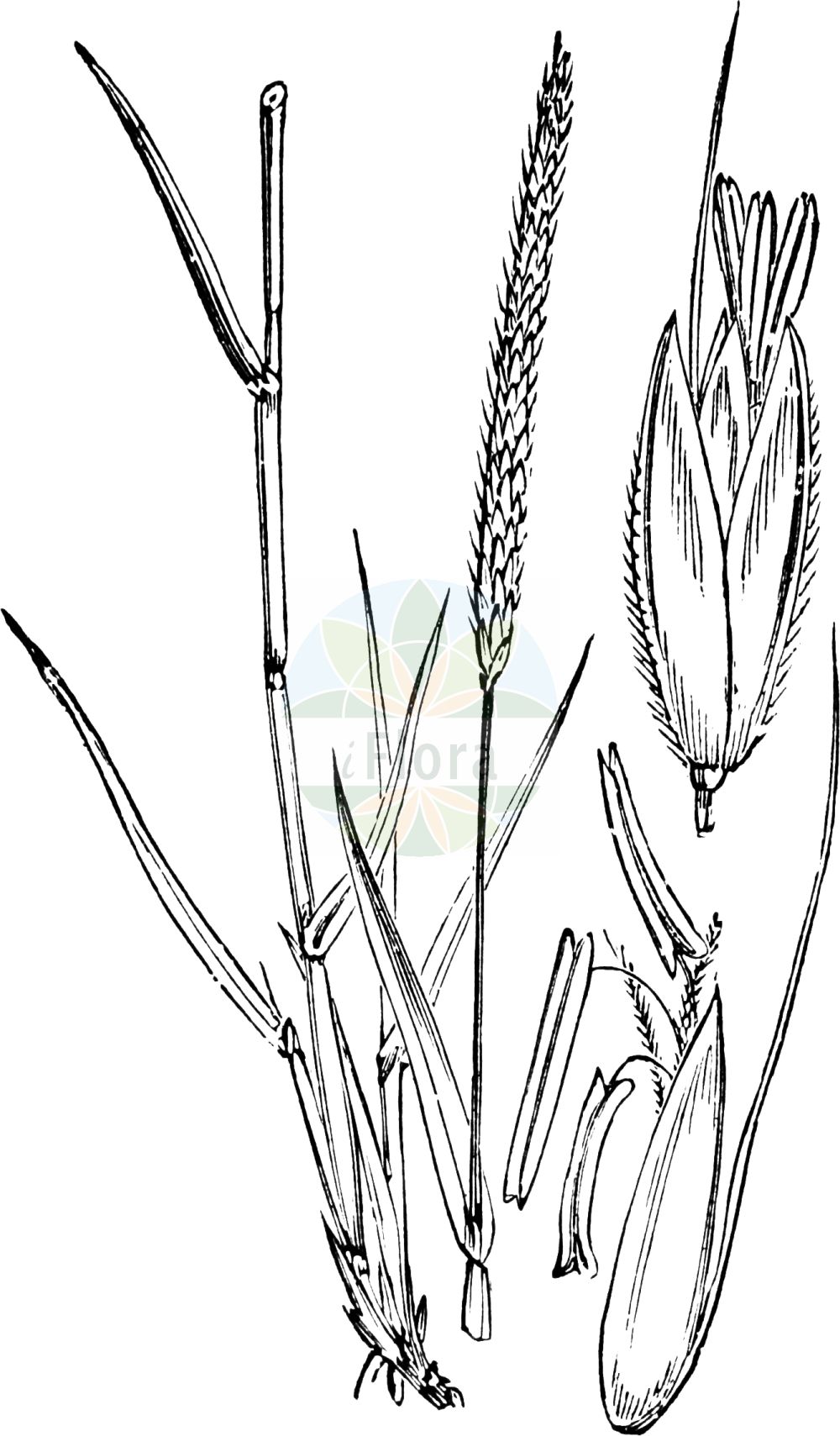 Historische Abbildung von Alopecurus myosuroides (Acker-Fuchsschwanzgras - Black-grass). Das Bild zeigt Blatt, Bluete, Frucht und Same. ---- Historical Drawing of Alopecurus myosuroides (Acker-Fuchsschwanzgras - Black-grass). The image is showing leaf, flower, fruit and seed.(Alopecurus myosuroides,Acker-Fuchsschwanzgras,Black-grass,Alopecurus agrestis,Alopecurus myosuroides,Acker-Fuchsschwanzgras,Acker-Fuchsschwanz,Black-grass,Black Twitch,Slender Foxtail,Slender Meadow Foxtail,Alopecurus,Fuchsschwanzgras,Foxtail,Poaceae,Süßgräser,Grass family,Blatt,Bluete,Frucht,Same,leaf,flower,fruit,seed,Fitch et al. (1880))