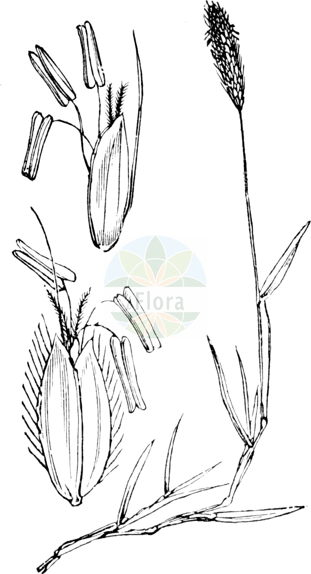 Historische Abbildung von Alopecurus geniculatus (Knick-Fuchsschwanzgras - Marsh Foxtail). Das Bild zeigt Blatt, Bluete, Frucht und Same. ---- Historical Drawing of Alopecurus geniculatus (Knick-Fuchsschwanzgras - Marsh Foxtail). The image is showing leaf, flower, fruit and seed.(Alopecurus geniculatus,Knick-Fuchsschwanzgras,Marsh Foxtail,Alopecurus geniculatus,Knick-Fuchsschwanzgras,Geknietes Fuchsschwanzgras,Knick-Fuchsschwanz,Marsh Foxtail,Floating Foxtail,Kneed Foxtail,Water Foxtail,Alopecurus,Fuchsschwanzgras,Foxtail,Poaceae,Süßgräser,Grass family,Blatt,Bluete,Frucht,Same,leaf,flower,fruit,seed,Fitch et al. (1880))