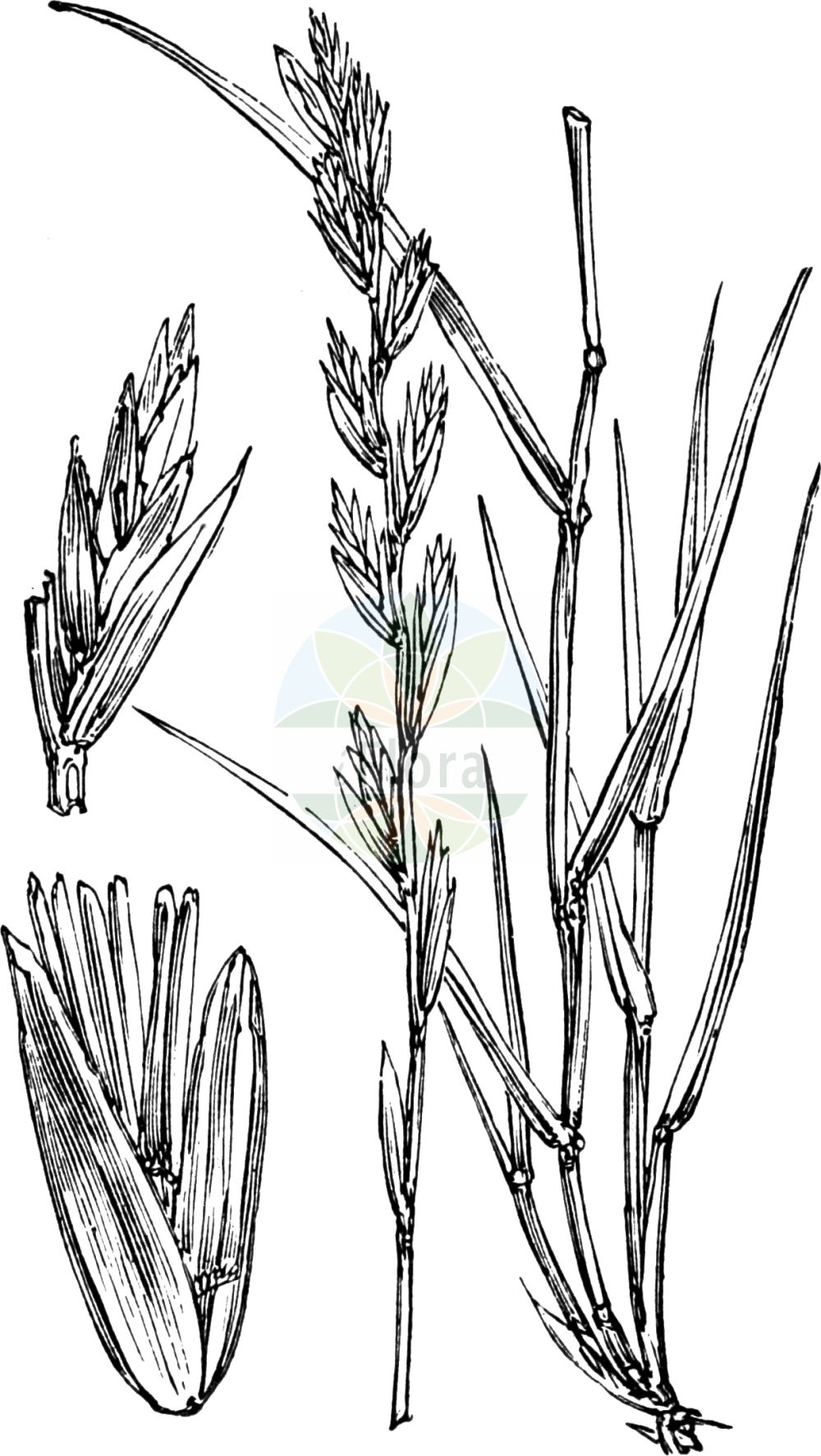 Historische Abbildung von Lolium perenne (Ausdauerndes Weidelgras - Perennial Rye-grass). Das Bild zeigt Blatt, Bluete, Frucht und Same. ---- Historical Drawing of Lolium perenne (Ausdauerndes Weidelgras - Perennial Rye-grass). The image is showing leaf, flower, fruit and seed.(Lolium perenne,Ausdauerndes Weidelgras,Perennial Rye-grass,Festuca perennis,Lolium cristatum,Lolium marschalii,Lolium perenne,Ausdauerndes Weidelgras,Ausdauernder Lolch,Dauer-Lolch,Deutsches Weidelgras,Perennial Rye-grass,English Ryegrass,Persian Ryegrass,Lolium,Weidelgras,Ryegrass,Poaceae,Süßgräser,Grass family,Blatt,Bluete,Frucht,Same,leaf,flower,fruit,seed,Fitch et al. (1880))