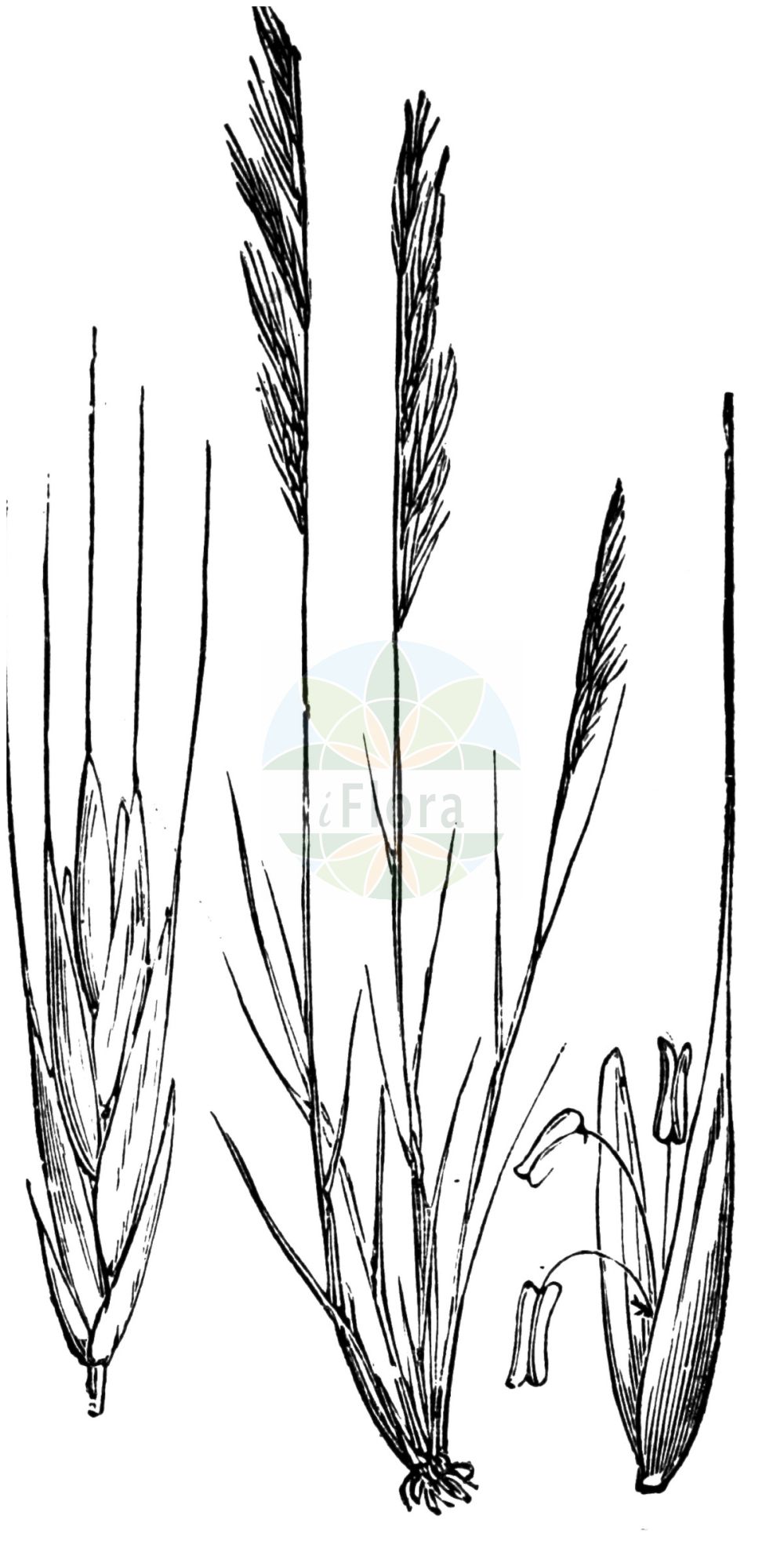 Historische Abbildung von Vulpia myuros (Mäuseschwanz-Federschwingel - Rat's-tail Fescue). Das Bild zeigt Blatt, Bluete, Frucht und Same. ---- Historical Drawing of Vulpia myuros (Mäuseschwanz-Federschwingel - Rat's-tail Fescue). The image is showing leaf, flower, fruit and seed.(Vulpia myuros,Mäuseschwanz-Federschwingel,Rat's-tail Fescue,Festuca myuros,Festuca pseudomyuros,Vulpia megalura,Vulpia myuros,Vulpia pseudomyuros,Maeuseschwanz-Federschwingel,Gewoehnlicher Federschwingel,Rat's-tail Fescue,Rat-tail Fescue,Vulpia,Federschwingel,Fescue,Poaceae,Süßgräser,Grass family,Blatt,Bluete,Frucht,Same,leaf,flower,fruit,seed,Fitch et al. (1880))