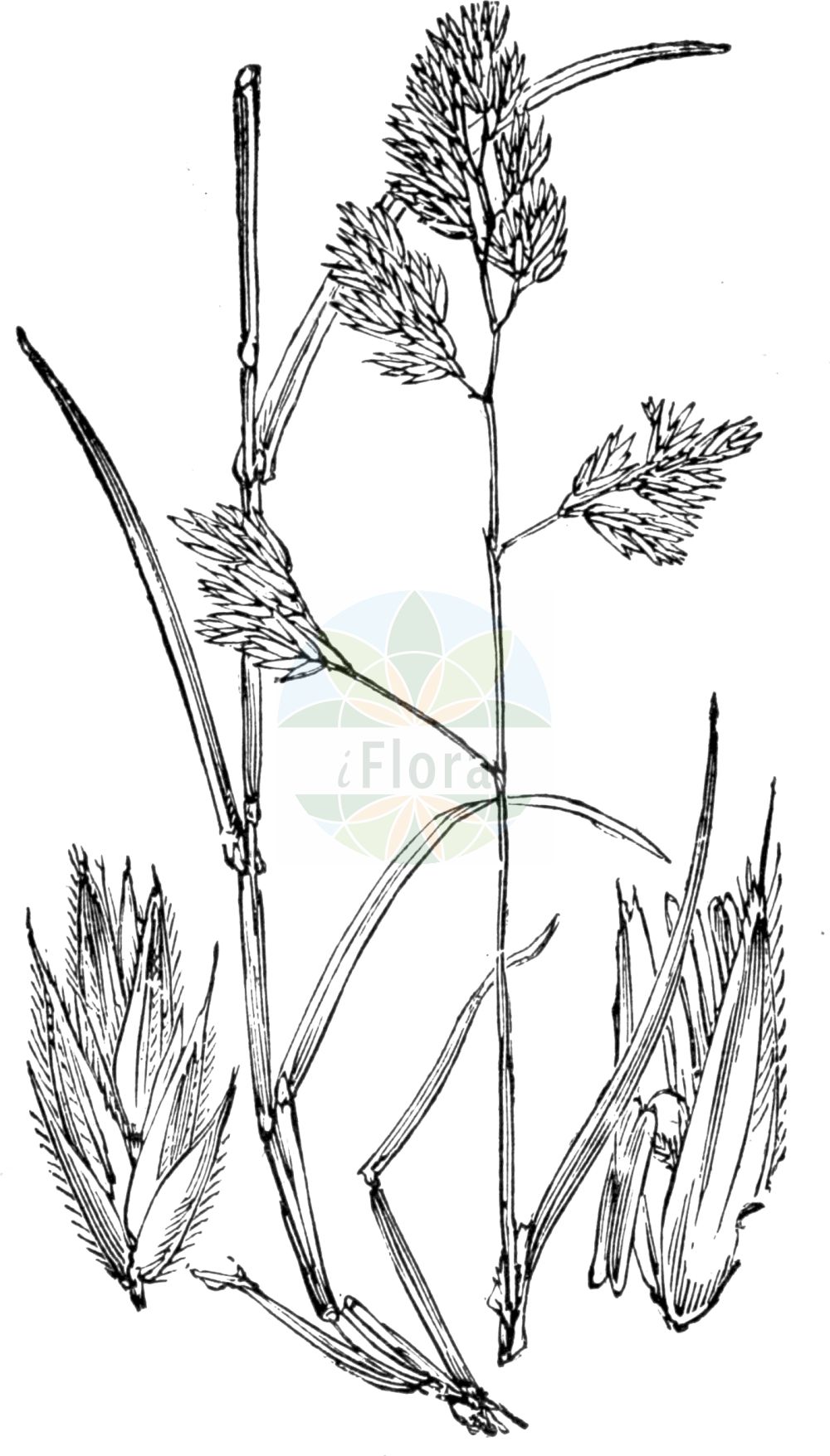 Historische Abbildung von Dactylis glomerata (Gewöhnliches Knäuelgras - Cock's-foot). Das Bild zeigt Blatt, Bluete, Frucht und Same. ---- Historical Drawing of Dactylis glomerata (Gewöhnliches Knäuelgras - Cock's-foot). The image is showing leaf, flower, fruit and seed.(Dactylis glomerata,Gewöhnliches Knäuelgras,Cock's-foot,Dactylis glomerata,Gewoehnliches Knaeuelgras,Knaulgras,Cock's-foot,Hardgrass,Orchardgrass,Rough Cocksfoot,Dactylis,Knäuelgras,Cocksfoot,Poaceae,Süßgräser,Grass family,Blatt,Bluete,Frucht,Same,leaf,flower,fruit,seed,Fitch et al. (1880))