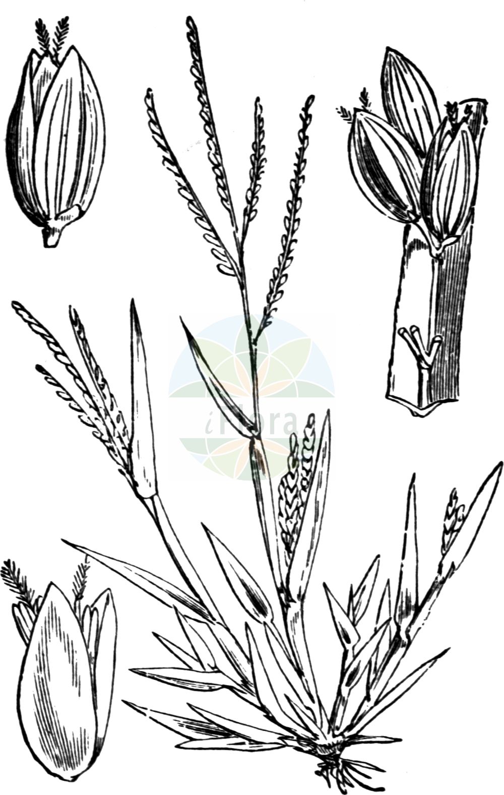 Historische Abbildung von Digitaria ischaemum (Faden-Fingerhirse - Smooth Finger-grass). Das Bild zeigt Blatt, Bluete, Frucht und Same. ---- Historical Drawing of Digitaria ischaemum (Faden-Fingerhirse - Smooth Finger-grass). The image is showing leaf, flower, fruit and seed.(Digitaria ischaemum,Faden-Fingerhirse,Smooth Finger-grass,Digitaria glabra,Digitaria humifusa,Digitaria ischaemum,Digitaria linearis,Panicum filiforme,Panicum glabrum,Panicum ischaemum,Faden-Fingerhirse,Fadenhirse,Kahle Fingerhirse,Smooth Finger-grass,Red Millet,Smooth Crabgrass,Smooth Summergrass,Digitaria,Fingerhirse,Crabgrass,Poaceae,Süßgräser,Grass family,Blatt,Bluete,Frucht,Same,leaf,flower,fruit,seed,Fitch et al. (1880))