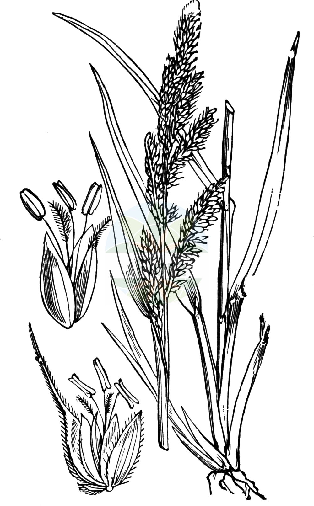 Historische Abbildung von Echinochloa crus-galli (Gewöhnliche Hühnerhirse - Cockspur). Das Bild zeigt Blatt, Bluete, Frucht und Same. ---- Historical Drawing of Echinochloa crus-galli (Gewöhnliche Hühnerhirse - Cockspur). The image is showing leaf, flower, fruit and seed.(Echinochloa crus-galli,Gewöhnliche Hühnerhirse,Cockspur,Echinochloa crus-galli,Panicum crus-galli,Gewoehnliche Huehnerhirse,Cockspur,Barnyard Grass,Barnyard Millet,Cockspurgrass,Common Barnyard Grass,Echinochloa,Hühnerhirse,Cockspur Grass,Poaceae,Süßgräser,Grass family,Blatt,Bluete,Frucht,Same,leaf,flower,fruit,seed,Fitch et al. (1880))