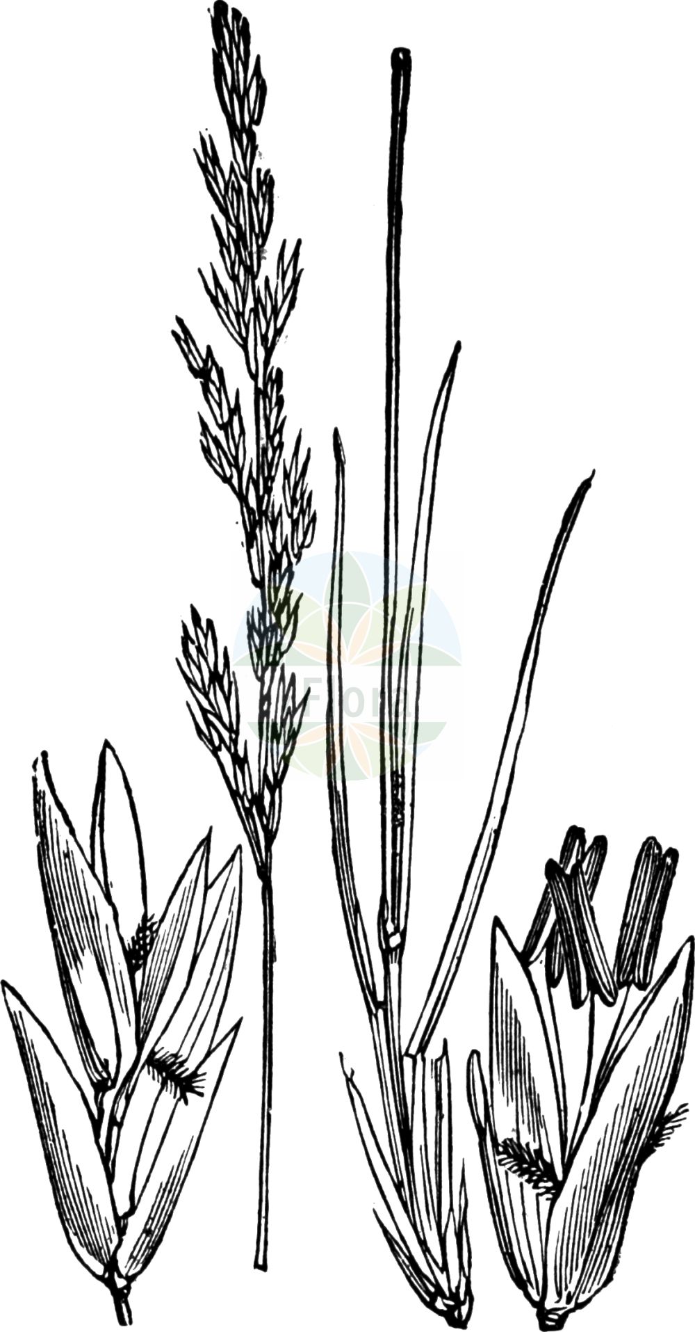 Historische Abbildung von Molinia caerulea (Gewöhnliches Pfeifengras - Purple Moor-grass). Das Bild zeigt Blatt, Bluete, Frucht und Same. ---- Historical Drawing of Molinia caerulea (Gewöhnliches Pfeifengras - Purple Moor-grass). The image is showing leaf, flower, fruit and seed.(Molinia caerulea,Gewöhnliches Pfeifengras,Purple Moor-grass,Aira coerulea,Molinia caerulea,Molinia euxina,Molinia horanszkyi,Molinia hungarica,Molinia simonii,Gewoehnliches Pfeifengras,Bentgras,Benthalm,Besenried,Binsenhalm,Blaues Pfeifengras,Purple Moor-grass,Flying Bentgrass,Moorgrass,Purple Heathgrass,Purple Molinia,Molinia,Pfeifengras,Moorgrass,Poaceae,Süßgräser,Grass family,Blatt,Bluete,Frucht,Same,leaf,flower,fruit,seed,Fitch et al. (1880))