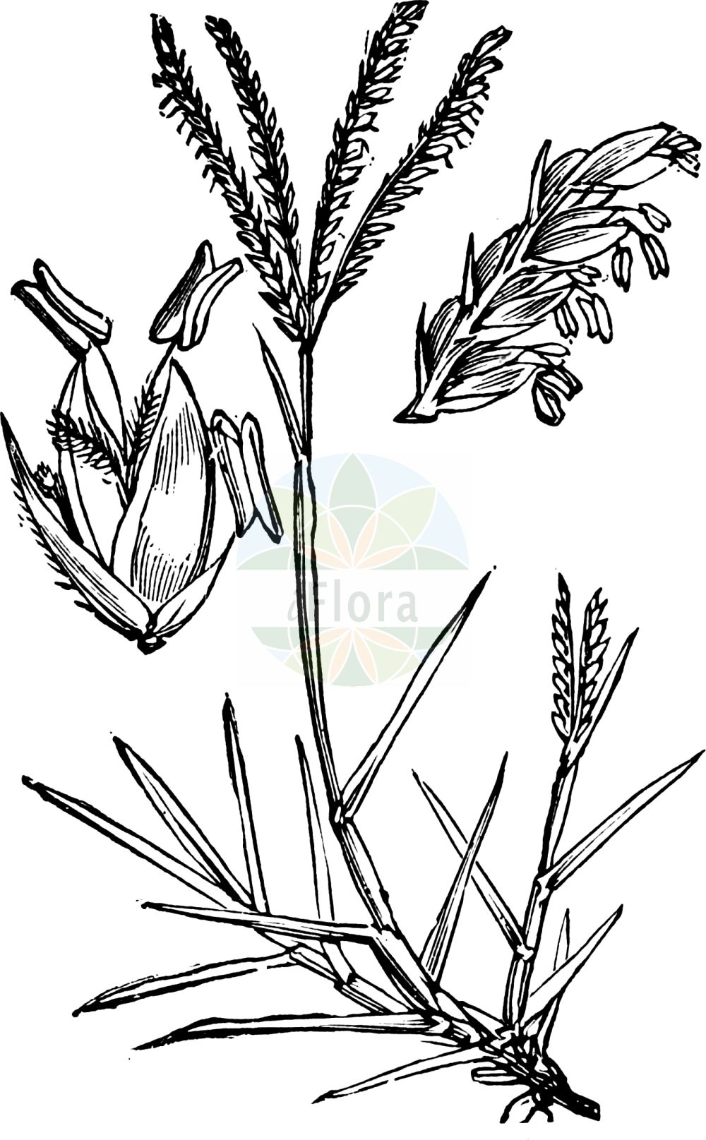 Historische Abbildung von Cynodon dactylon (Hundszahngras - African Bermuda-grass). Das Bild zeigt Blatt, Bluete, Frucht und Same. ---- Historical Drawing of Cynodon dactylon (Hundszahngras - African Bermuda-grass). The image is showing leaf, flower, fruit and seed.(Cynodon dactylon,Hundszahngras,African Bermuda-grass,Cynodon dactylon,Cynodon glabratus,Dactylon officinale,Panicum dactylon,Hundszahngras,Bermudagras,Fingerfoermiges Hundszahngras,Gewoehnliches Hundszahngras,African Bermuda-grass,Bermuda-grass,Bahama Grass,Couch Grass,Devil's Grass,Dog's-tooth Grass,Dubo,Indian Doab,Scutch Grass,Cynodon,Hundszahngras,Bermudagrass,Poaceae,Süßgräser,Grass family,Blatt,Bluete,Frucht,Same,leaf,flower,fruit,seed,Fitch et al. (1880))